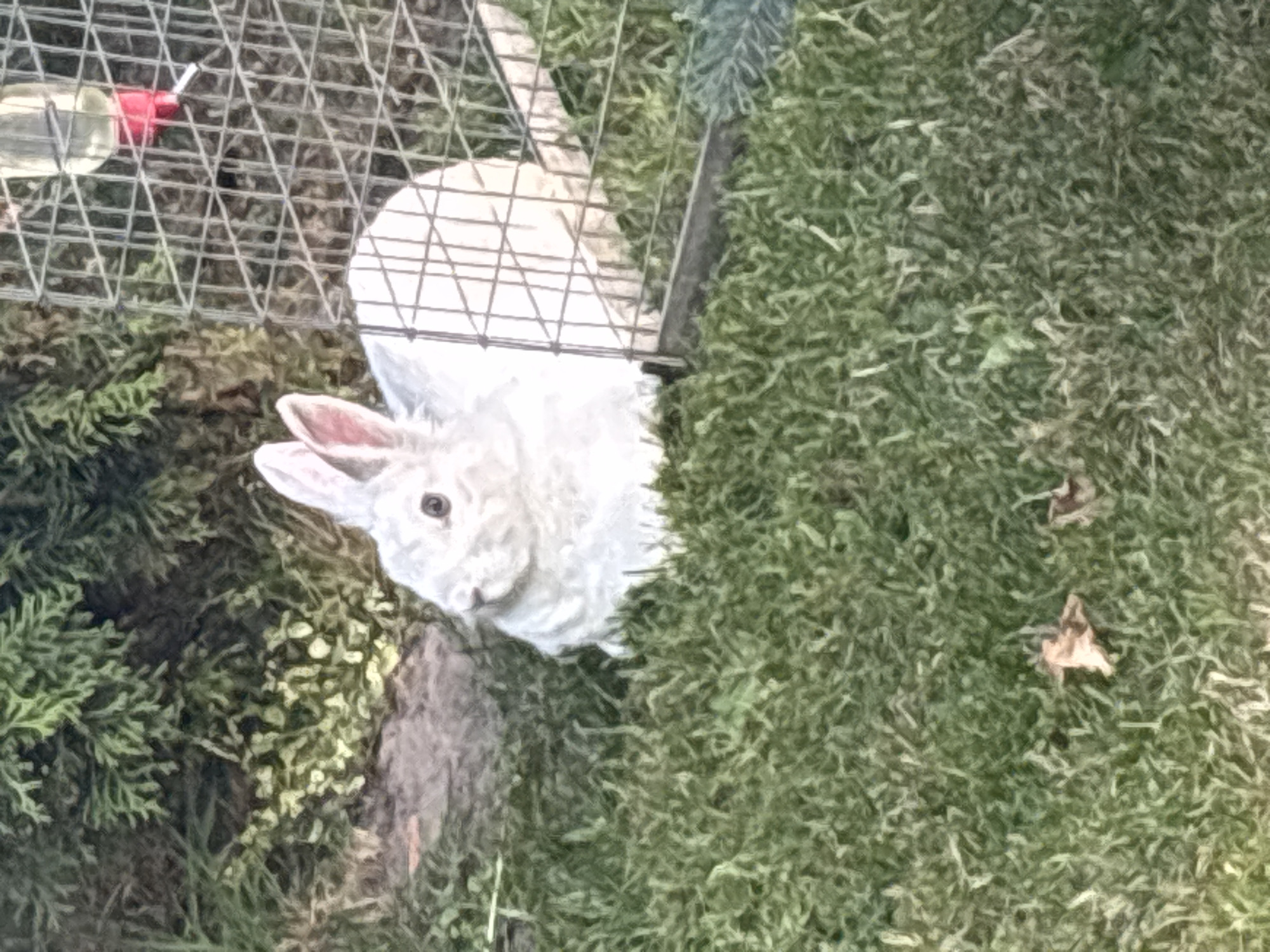 The image shows a fluffy white rabbit in an outdoor enclosure. The rabbit is white with pink ears and a dark eye. It is looking up and to the left. The enclosure appears to be made of wire mesh and is placed on grass. There is a water bottle with a red spout inside the enclosure. The background is a mix of green grass and some greenery, possibly bushes or small trees. The lighting suggests it is daytime, and there are a few fallen leaves on the grass, indicating it might be autumn. The overall impression is of a domestic animal in a yard.