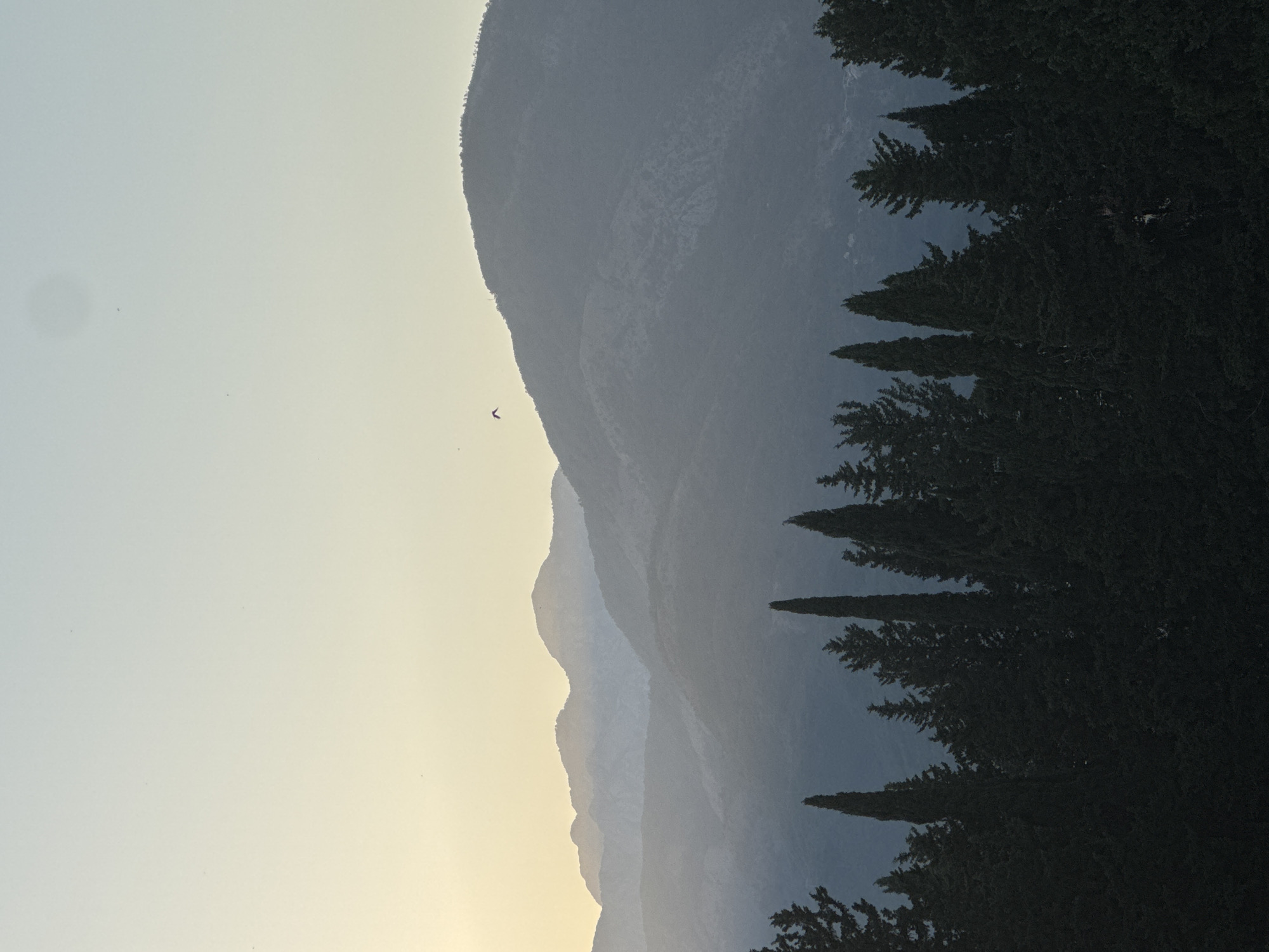 The image depicts a silhouetted view of a mountain range at dusk. The foreground is dominated by a dense line of dark green coniferous trees, with several tall, slender cypress trees standing out among them. Behind the trees, several layers of mountains recede into the distance, becoming progressively lighter and more hazy, suggesting a significant atmospheric distance. The sky transitions from a pale yellow at the horizon to a light blue at the top of the frame. A single bird is visible in flight against the sky, near the peak of one of the mountains. The overall impression is one of natural beauty and tranquility, with the silhouettes of the trees and mountains creating a dramatic contrast against the soft gradient of the sky.