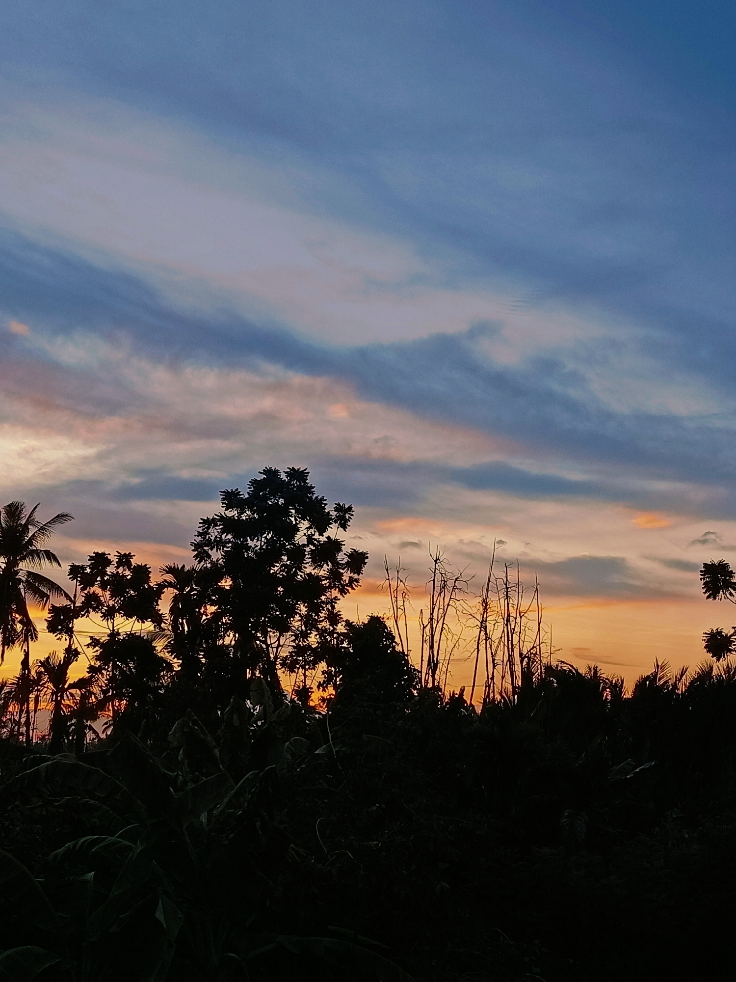 This is a photograph of a sunset over a rural landscape in Blang Cut, Indonesia. The sky is filled with wispy clouds in shades of blue, purple, and orange, with a gradient of warm colors near the horizon. Silhouetted against the colorful sky are various trees, including palm trees and other tropical foliage. Some of the trees are tall and slender, while others are fuller and more dense. In the foreground, the vegetation is very dark, almost completely silhouetted, with some broader leaves visible. The overall impression is one of natural beauty and tranquility as day transitions into night. There are no people or animals visible in the frame.