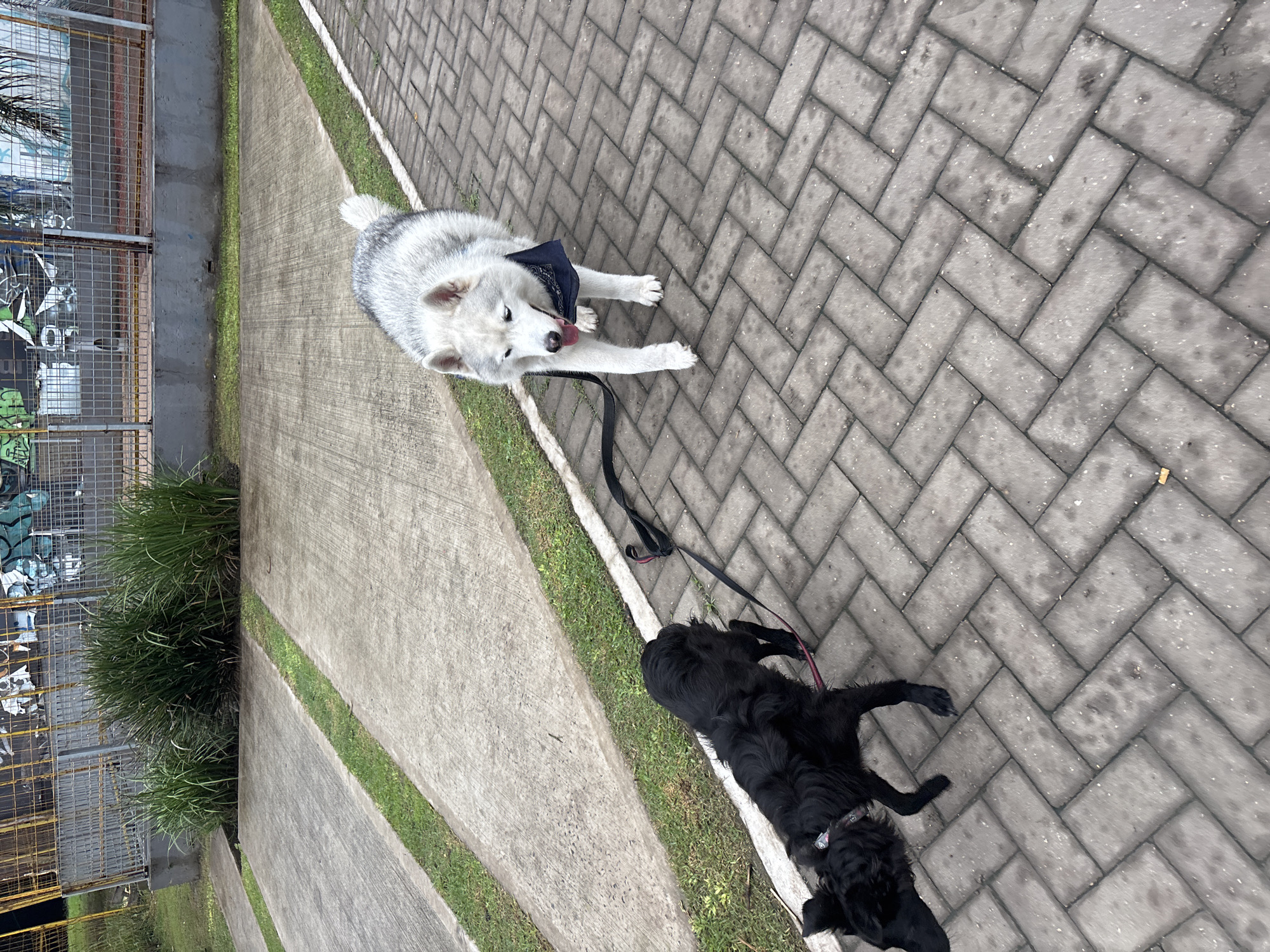 An outdoor, daytime scene features two dogs on a paved path. The path is composed of grey interlocking pavers laid in a herringbone pattern on one side, and smoother concrete sections on the other, with narrow strips of green grass running between them.
In the foreground, a medium-sized white and grey husky, wearing a dark blue bandana, stands alertly on the paved section, looking towards the viewer. Its mouth is slightly open with its tongue out, suggesting panting or a happy expression. A black leash extends from its collar onto the ground.
Towards the lower right of the frame, a black dog with shaggy fur, possibly a retriever mix, is lying down on the paved surface, resting. Only its back, part of its head, and hind legs are visible.
In the background, to the left of the path, there is a metal fence or grating. Behind this fence, sections of a wall or structure are visible, adorned with colorful but illegible graffiti. Lush green grass and some taller foliage grow along the base of the fence. The lighting indicates it is daytime, with soft, diffused light suggesting either an overcast sky or an early morning/late afternoon period. The overall atmosphere appears calm and relaxed, capturing the dogs enjoying their outdoor time in what is likely a park or public walkway in Buenos Aires, Argentina. No discernible text is visible in the image.