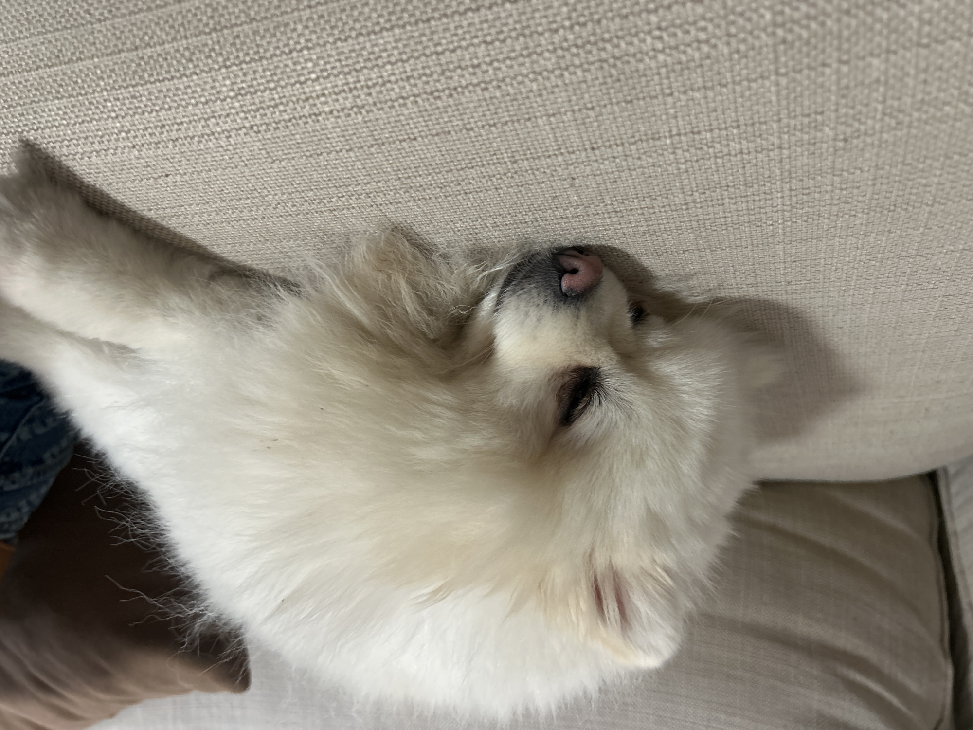 A close-up shot shows a white Pomeranian dog sleeping on a beige couch. The dog's head is resting on its paws, with its eyes closed and its nose slightly visible. The dog's fur is fluffy and appears to be clean. The background of the image consists of a brown pillow and part of a blue fabric, possibly clothing. The lighting is soft and natural, suggesting the photo was taken indoors during the daytime. The scene is peaceful and depicts a common household pet resting. The provided crops offer a closer look at the dog's ear, fur texture, nose, and the surface of the couch. Without additional information, it is not possible to determine the specific location in the city of Varna, Bulgaria.