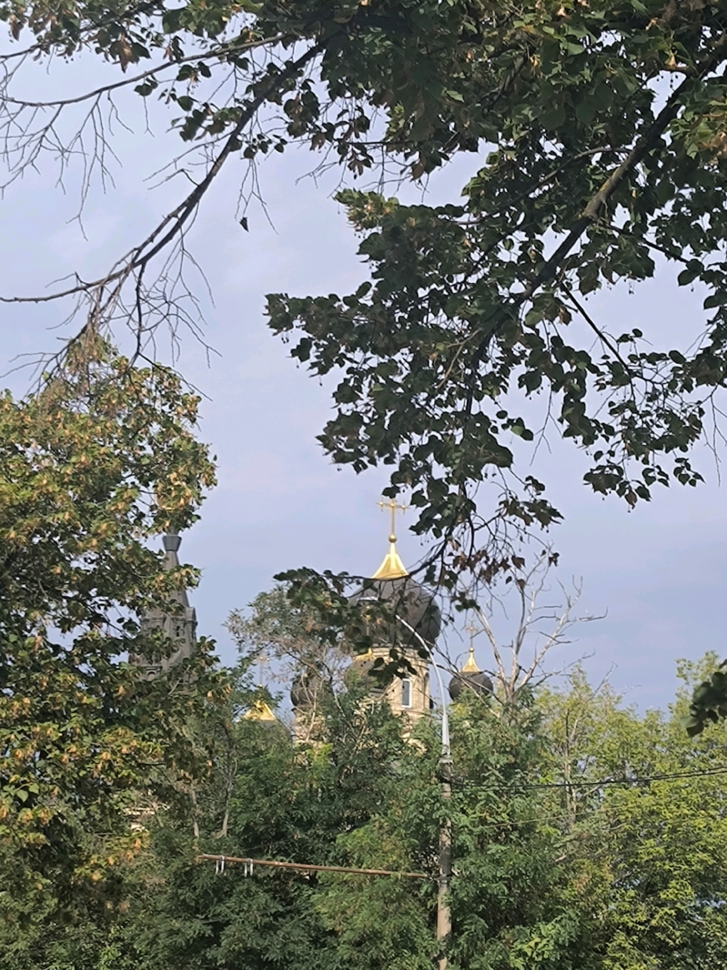 The image depicts a view through trees toward the spire of the Holy Assumption Cathedral in Mykolaiv, Ukraine. The cathedral's golden dome and cross are visible above the dense green foliage. The sky is overcast. The foreground is dominated by branches and leaves of trees, with some bare branches also present. The overall scene suggests a natural setting with a prominent religious structure in the background.