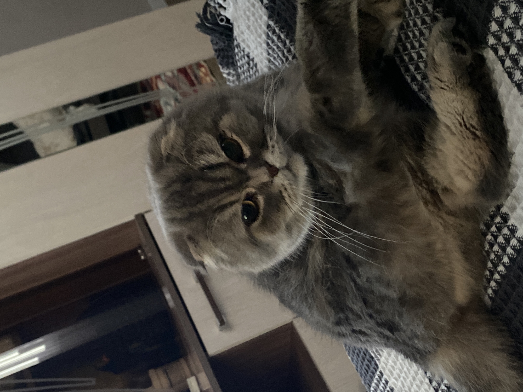 A gray Scottish Fold cat is partially visible in the frame. The cat has amber eyes and is lying on a black and white checkered blanket. The background includes a blurred image of what appears to be a cabinet or shelving unit, with a reflective surface. The location cannot be determined from the given image.