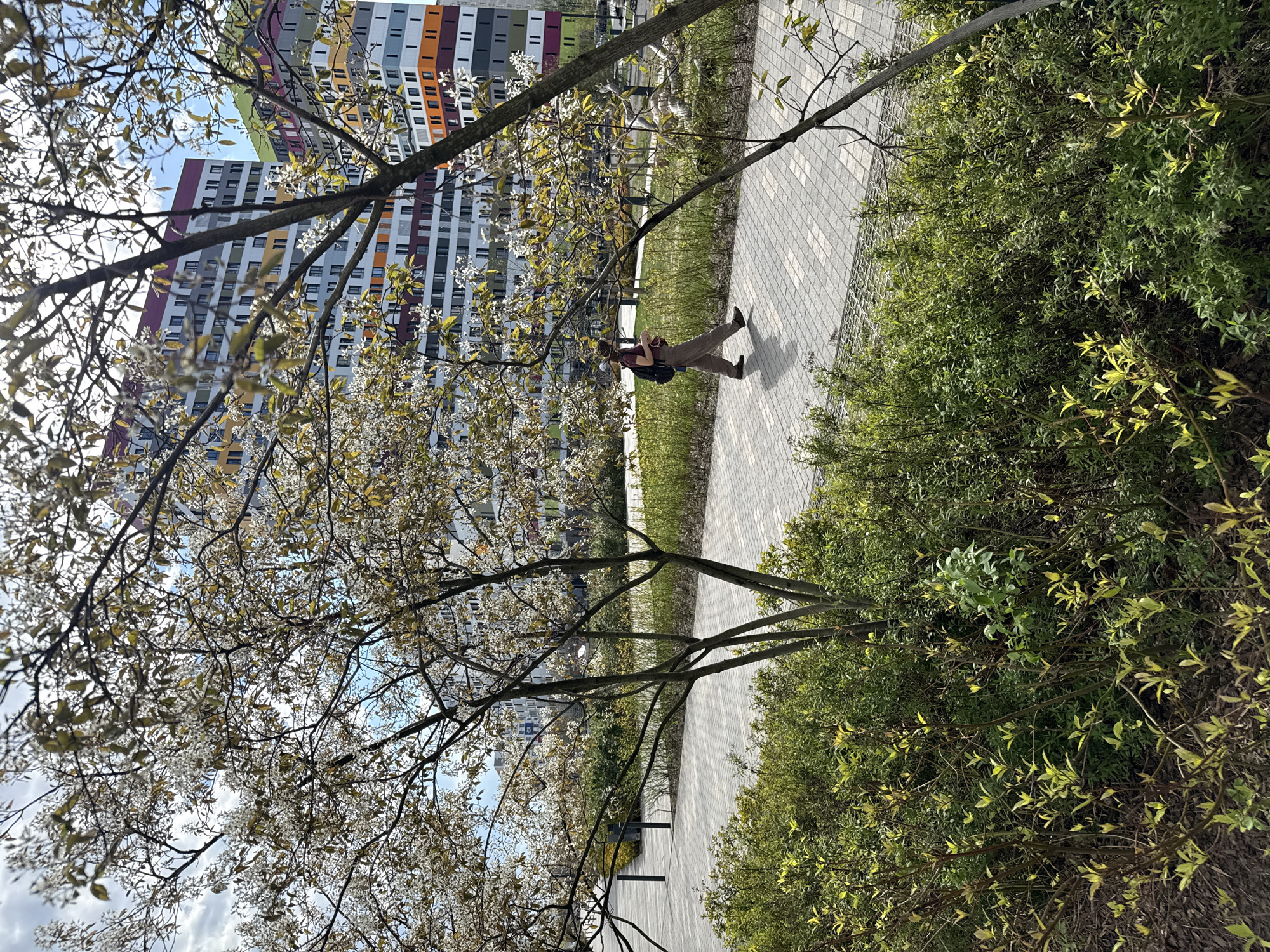 The image captures a pedestrian pathway in Moscow, Russia, situated within an urban area near a multi-story building with a colorful facade. The walkway is lined with dense green bushes on one side and blooming trees with white blossoms on the other. A person is walking along the path, dressed in casual clothing and carrying a dark-colored backpack. The pathway is constructed of grey paving stones. The sky is visible through the tree branches.