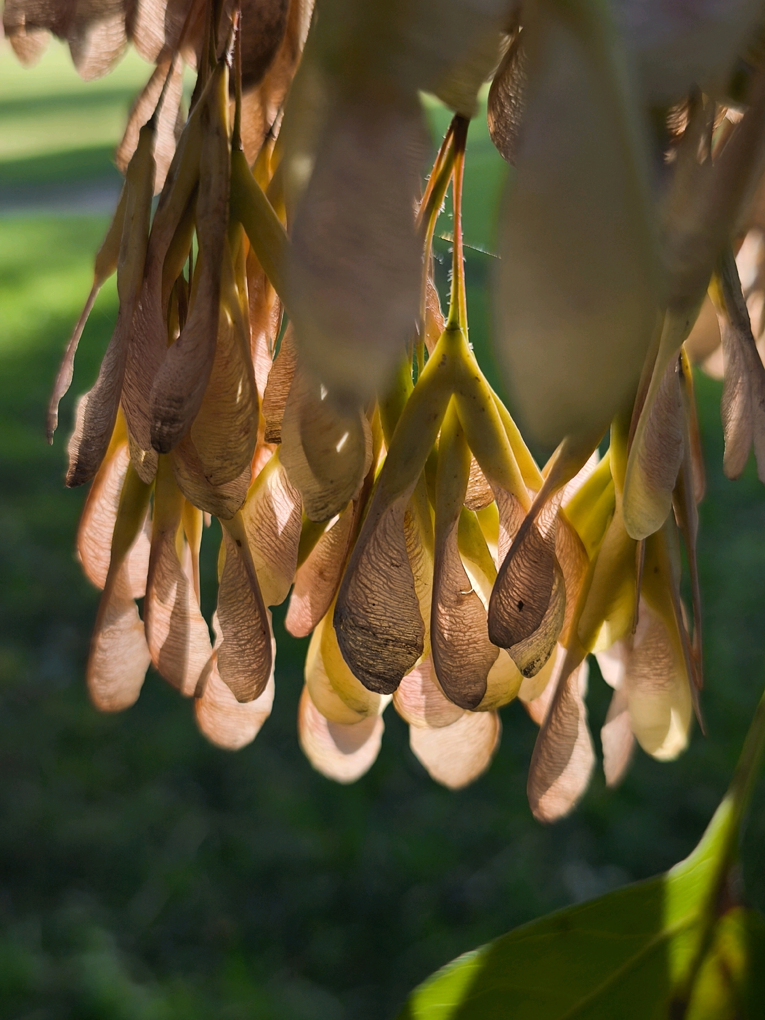 A cluster of dried maple seeds, also known as samaras, hang suspended against a blurred green background. The seeds are light brown and tan, with visible venation on their wing-like structures. Sunlight filters through them, casting soft shadows and highlighting their translucent quality. The background appears to be foliage, possibly grass and leaves, suggesting an outdoor natural setting. There are no people or animals visible in the image. The location in Mahilyow, Belarus is not discernible from the image content.