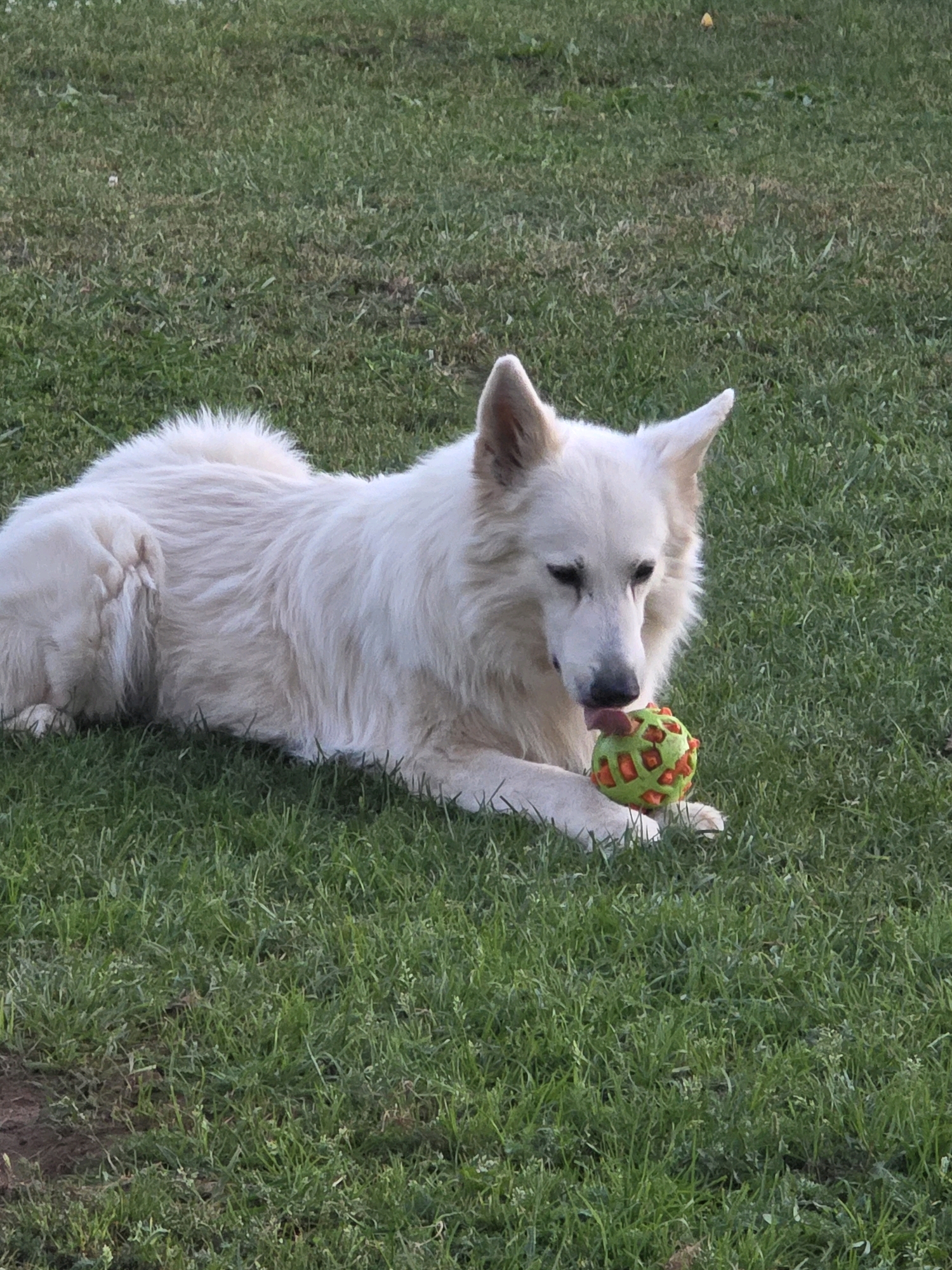 A white German Shepherd dog lies on a grassy lawn, holding a bright green and orange ball in its paws. The dog is licking the ball. The scene is set outdoors, with lush green grass covering the ground. The location is not specified in the image, and there is no information to suggest it is in Речицы, Russia.
