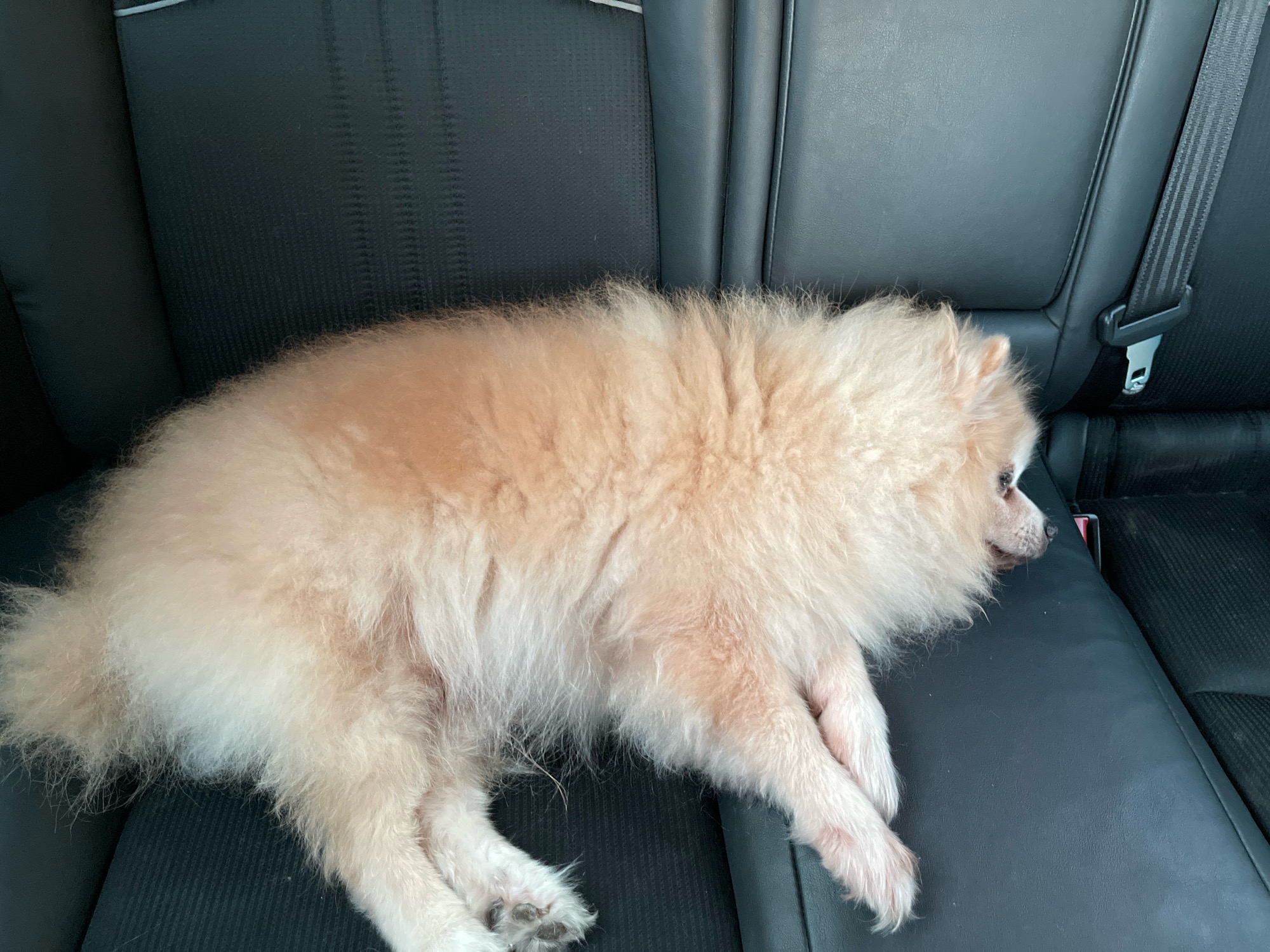 A fluffy, light-colored Pomeranian dog is lying down on the black leather back seat of a car. The dog is positioned facing the right side of the image, with its head resting down. The car's interior is visible, including the textured fabric of the seat behind the dog and a black seatbelt buckle. The scene appears to be a daytime setting, as suggested by the natural lighting. The dog is the sole subject in the frame.