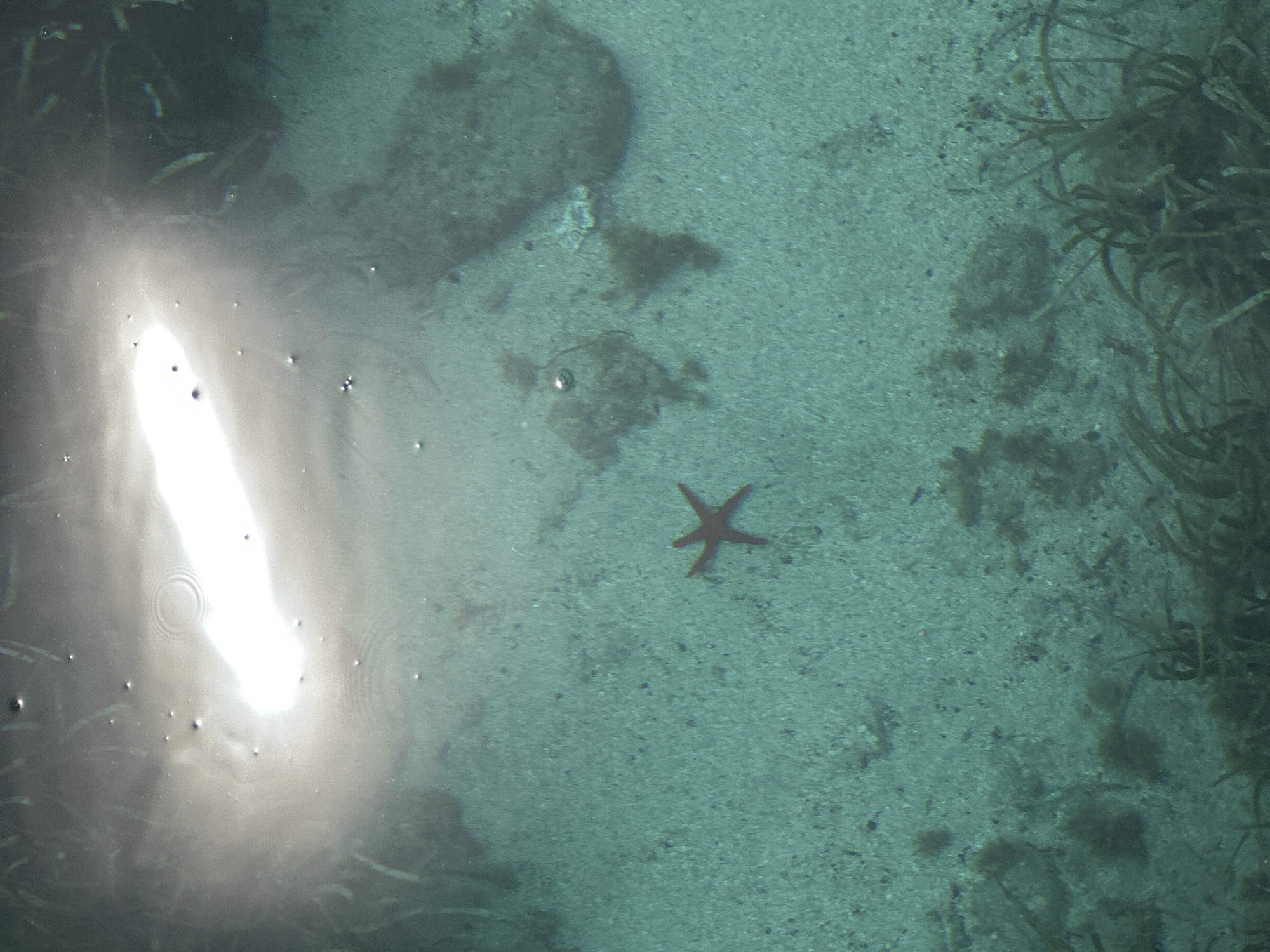 This overhead shot captures a serene underwater scene in a shallow coastal area. The primary subject is a reddish-brown starfish, clearly visible on the sandy seabed, positioned slightly to the right of the image center. The seabed itself is a light, somewhat muted green-blue, indicative of clear water and a sandy bottom. Scattered across the sand are small rocks and patches of darker material, possibly algae or small clusters of seagrass, particularly denser along the right edge of the frame.
The water is remarkably clear, allowing for a good view of the bottom. A prominent feature is the intense, bright reflection of sunlight on the water's surface in the upper left quadrant, creating a strong glare. This reflection also reveals small ripples and several air bubbles floating on or just beneath the surface. The overall impression is one of calm, shallow waters under bright sunlight. There are no people or visible text in the image. Given the context, this scene is likely from the coastal waters of Datça, Turkey.