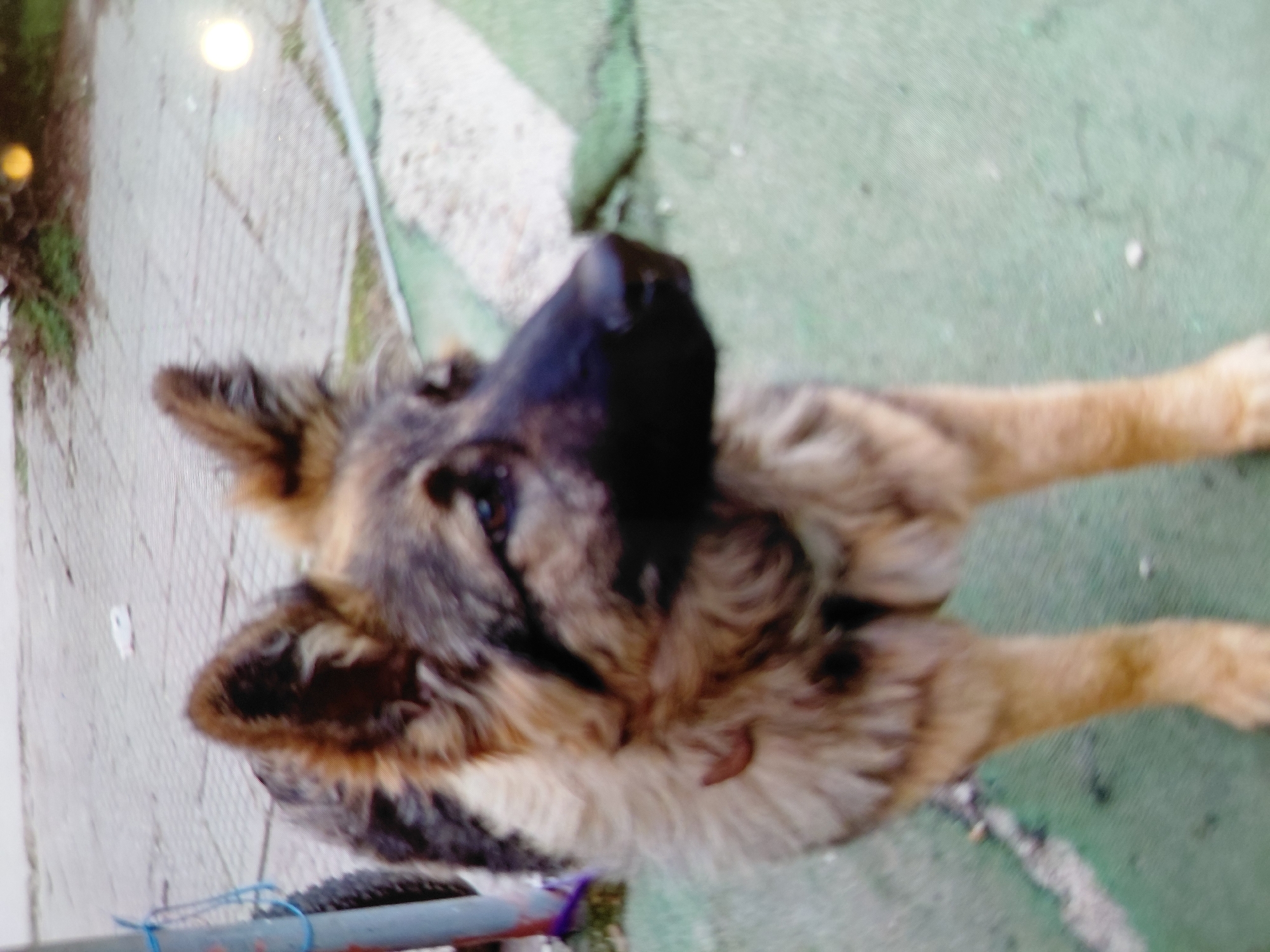 A close-up, high-angle shot shows a German Shepherd dog standing outdoors. The dog's head is prominently featured with its black nose in sharp focus, and its fur is a mix of brown, black, and cream colors. The dog's left ear is slightly drooped while its right ear is perked up. The background consists of a light gray paved area on the left and a green surface on the right, possibly grass or artificial turf. The presence of artificial turf could indicate that the location is in a park or a private residence. The image does not contain sufficient information to verify the specific location in Sofia, Bulgaria.