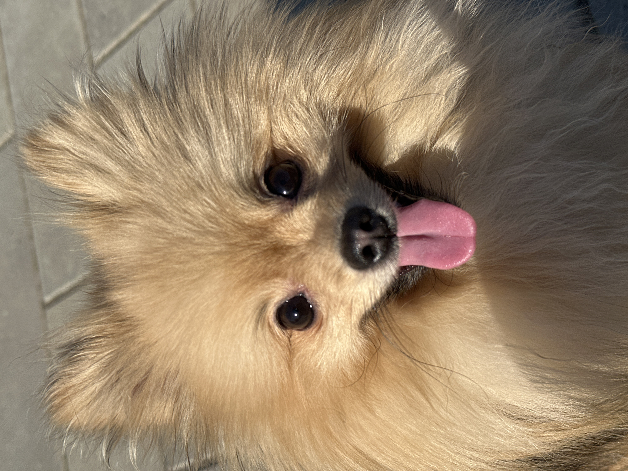 A close-up, eye-level shot depicts a light brown Pomeranian dog with its tongue sticking out. The dog's eyes are dark and shiny. The dog's coat appears to be thick and fluffy. The background shows the dog is standing on a grey tile floor. There is no indication of the city of Votkinsk, Russia.