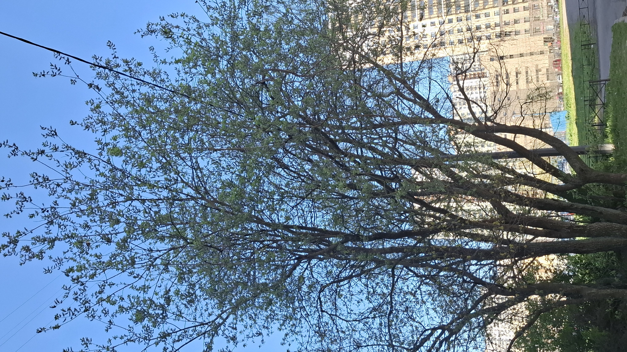 The image depicts a tree in spring, with new leaves emerging, set against a clear blue sky. In the background, a multi-story building is visible, indicative of an urban setting. There is also a power line visible in the top-left corner. The location is identified as Saint Petersburg, Russia.