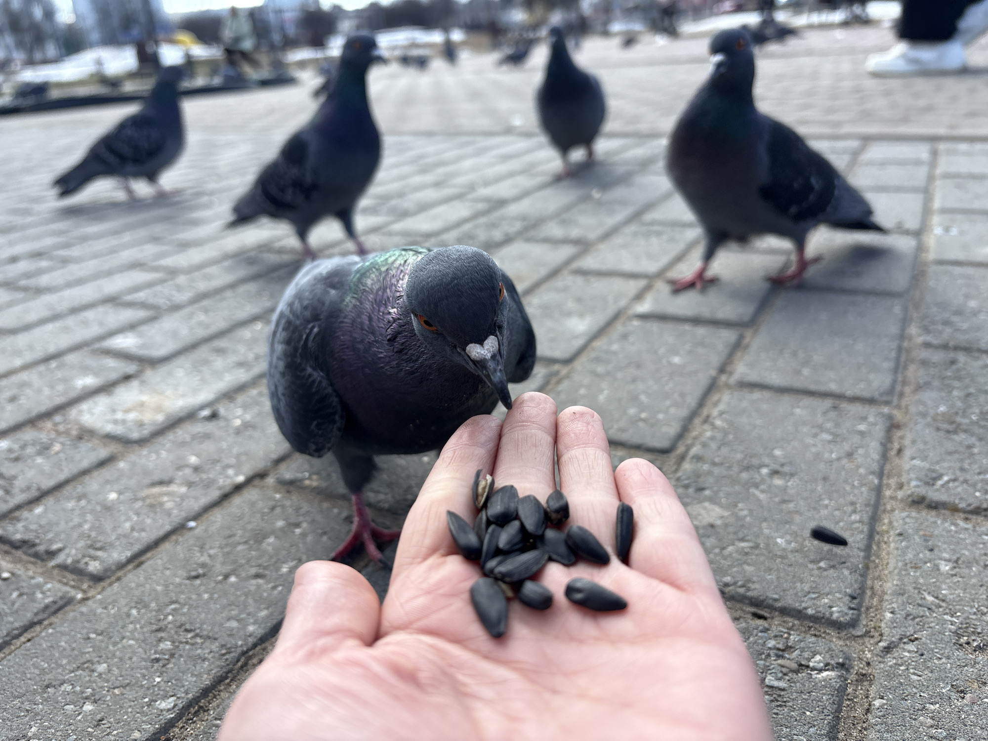 The image shows a person feeding pigeons in an urban setting. The person is holding a handful of sunflower seeds in their open palm, and a pigeon is close, appearing to peck at the seeds. Several other pigeons are visible in the background. The ground is paved with grey rectangular stones. The location is most likely the city of Chaikovsky, Russia, as the prompt requested, although without more information this cannot be confirmed. There are no other people visible in the frame other than the hand. The background is blurred, suggesting a park or public square with trees. The sky is overcast.