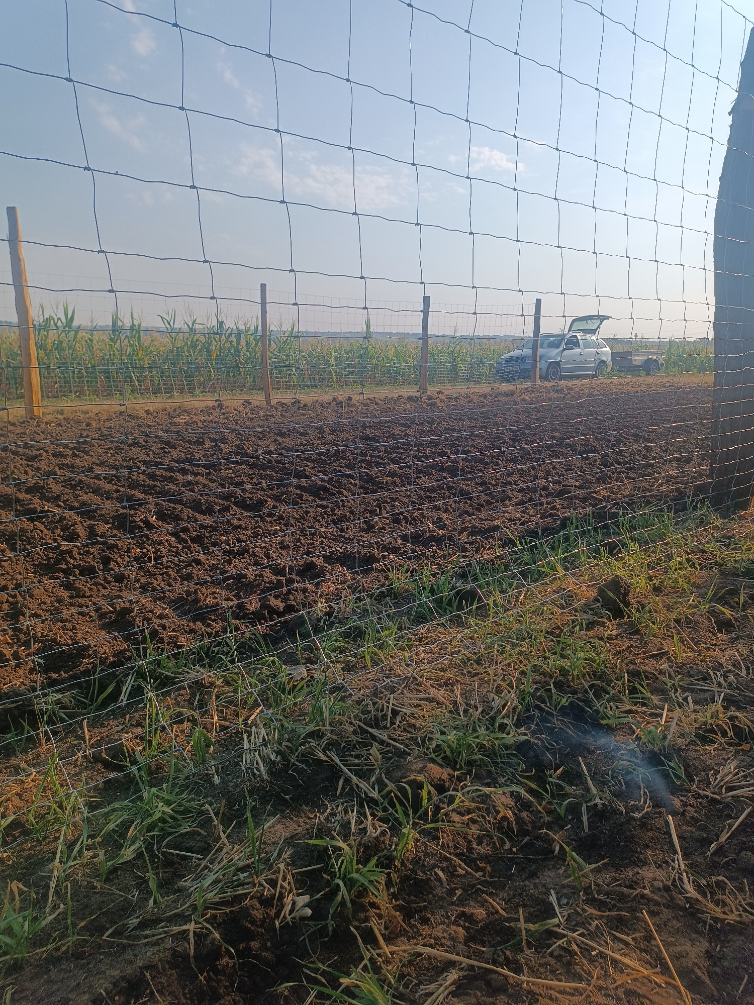 This is a forensic, matter-of-fact description of a scene in Moravský Žižkov, Czechia. The image depicts an outdoor agricultural setting, possibly a field or garden, seen through a wire fence. The foreground shows tilled soil with some sparse, dry grass and some newly sprouted green shoots. The soil appears dark and moist. A wire fence runs horizontally across the image, supported by wooden posts.
In the mid-ground, beyond the tilled area, there is a field of mature corn. Further in the background, a silver car with its trunk open is parked, and a small trailer is attached to it. The sky above is clear blue with a few wispy clouds, suggesting it is daytime, likely late afternoon or early morning due to the warm lighting. There is no indication of people or any criminal activity within the frame. The overall scene is agricultural and appears to be a typical rural landscape.