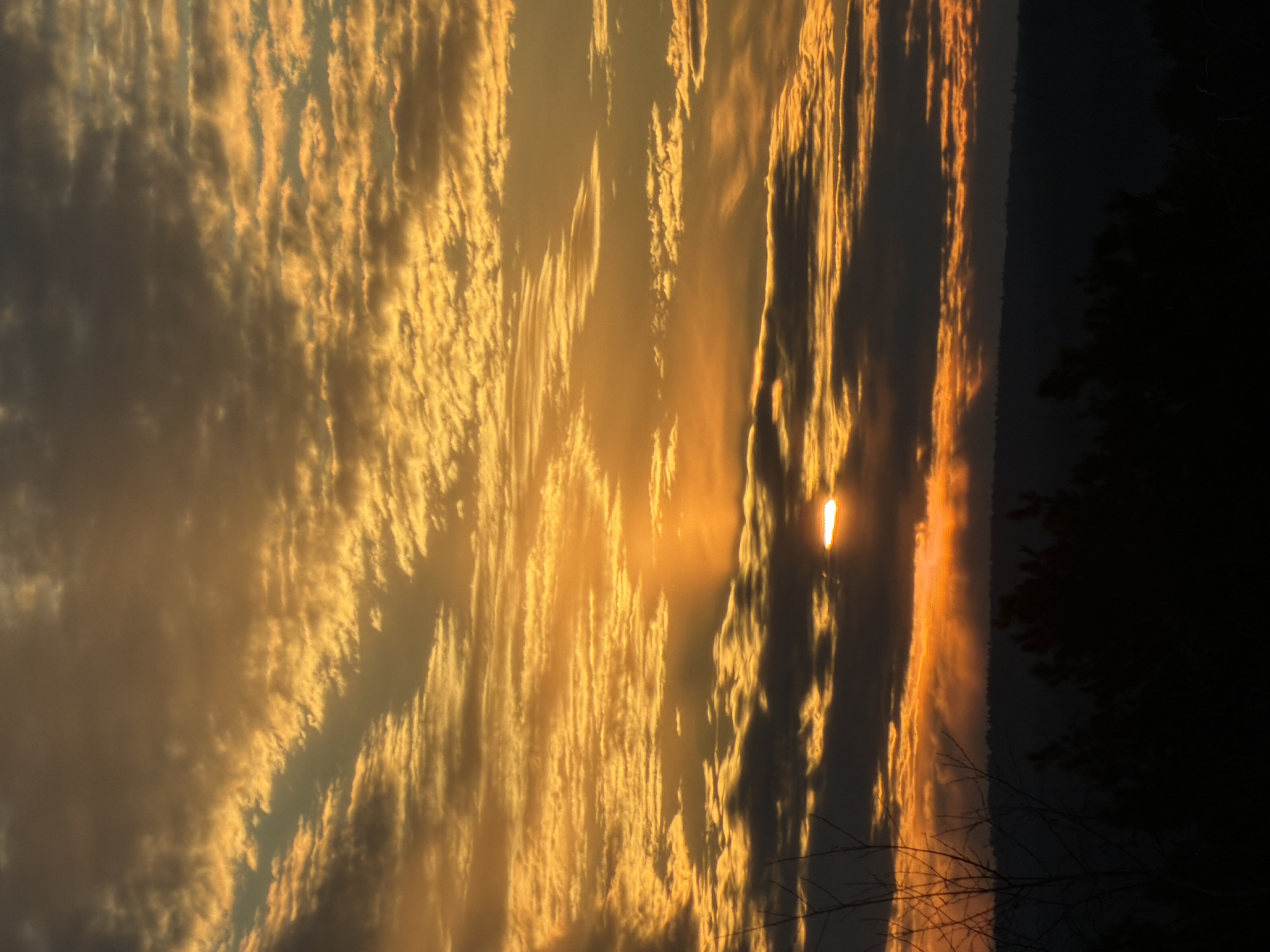 The image shows a golden sunset with altocumulus clouds illuminated by the setting sun. The sun itself is visible, peeking through a narrow gap in the clouds. The foreground features dark silhouettes of trees and branches. The location is the city of Chaikovsky, Russia.