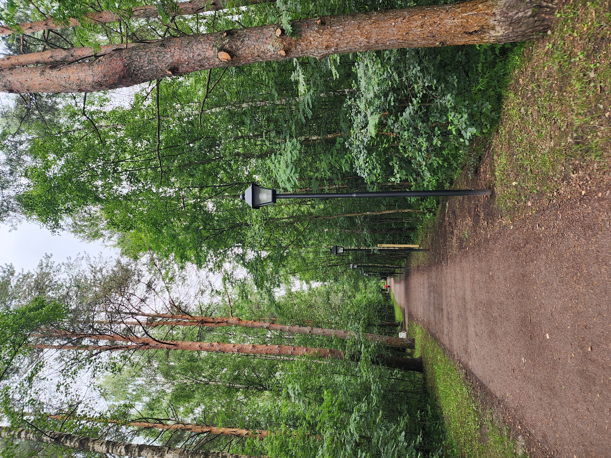 A dirt path winds through a dense forest in Unknown, Unknown. The path is flanked by numerous tall, slender trees with green foliage. Several black lampposts are positioned along the right side of the path. In the distance, a solitary person in red is walking away from the camera. The sky is overcast and a light gray.