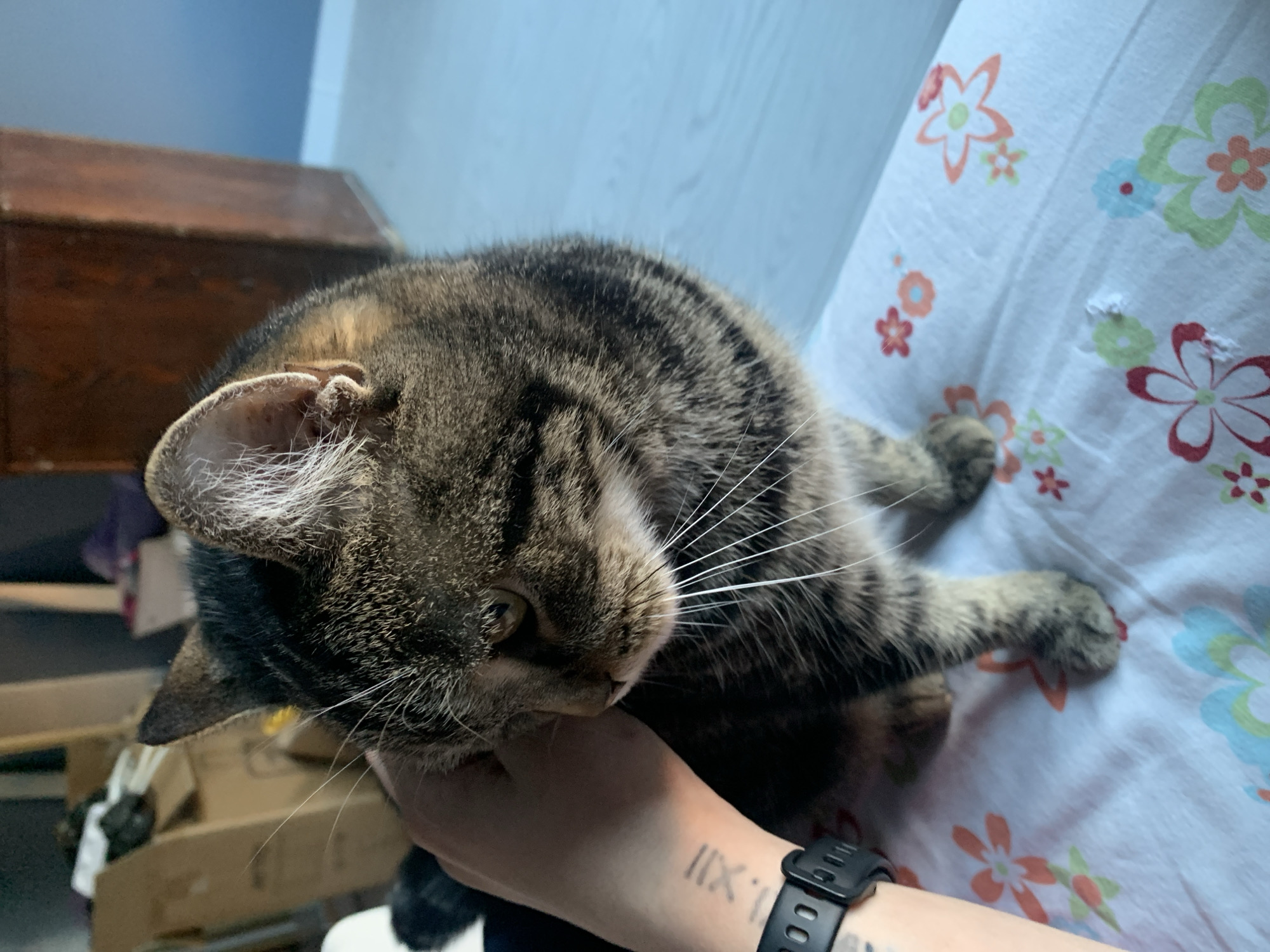 This indoor image from Stavropol, Russia, shows a brown, black, and tan striped tabby cat being petted by a person. The cat is positioned in the center, with its head tilted downwards and eyes partially closed, conveying a sense of comfort and relaxation. A human hand is gently cupping the cat's chin and neck area. Part of the person's forearm is visible in the lower right, featuring a black smartwatch and a tattoo of Roman numerals "II XII". The cat rests on a white fabric surface adorned with colorful floral patterns in orange, red, green, and blue hues, suggesting a bed sheet or blanket. In the background, a wooden surface or furniture piece is visible on the left, against a light blue wall on the right. The overall scene depicts a calm and affectionate moment between the cat and its human companion.