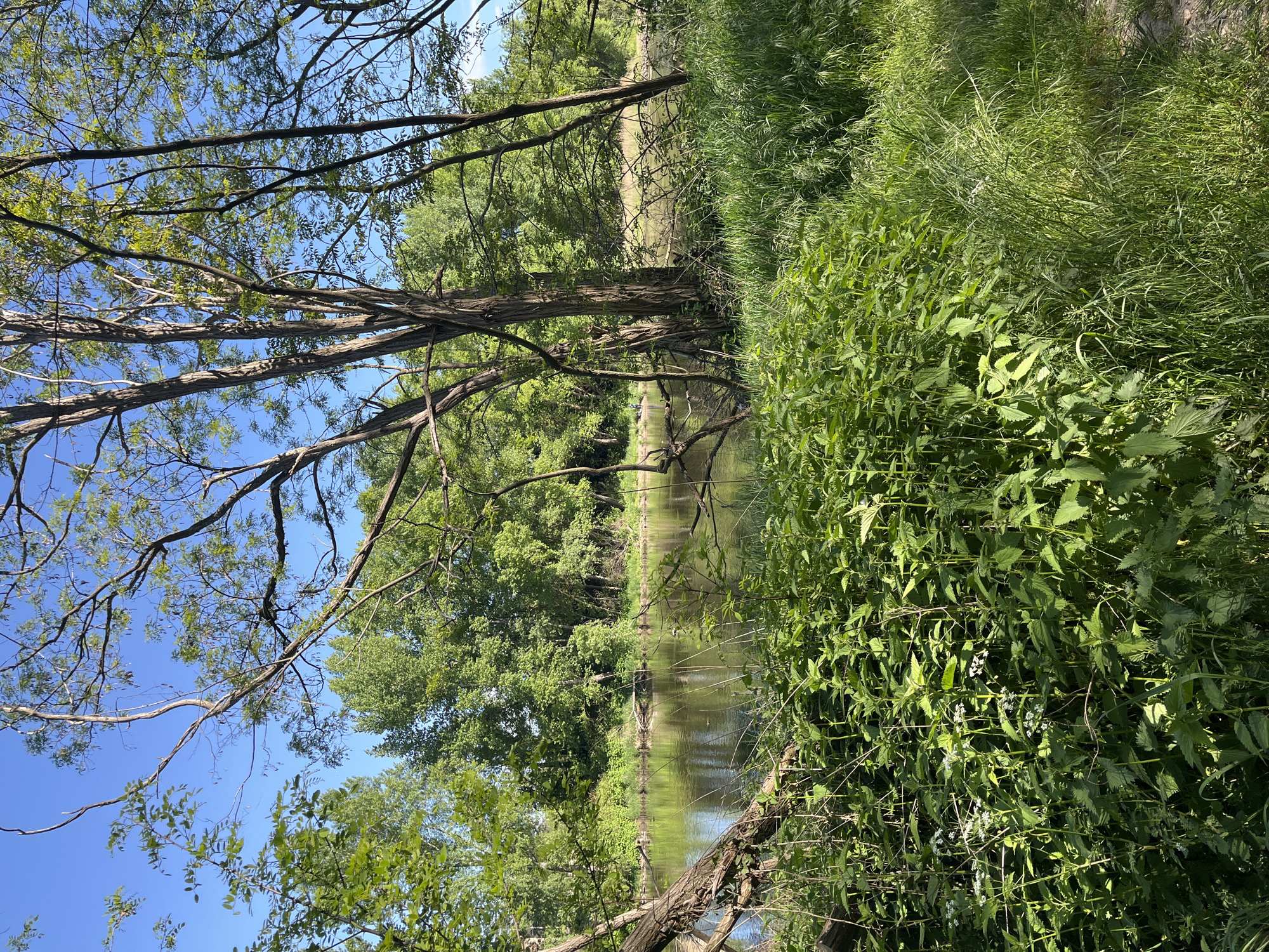 The image depicts a tranquil scene in Andrézieux-Bouthéon, France, likely along a waterway. Tall, slender trees with branching limbs reach towards a clear blue sky, their leaves providing a dappled canopy. The waterway reflects the surrounding trees and sky. Dense green vegetation, including tall grasses and bushy plants, lines the bank. The composition suggests a peaceful natural setting within the urban landscape.