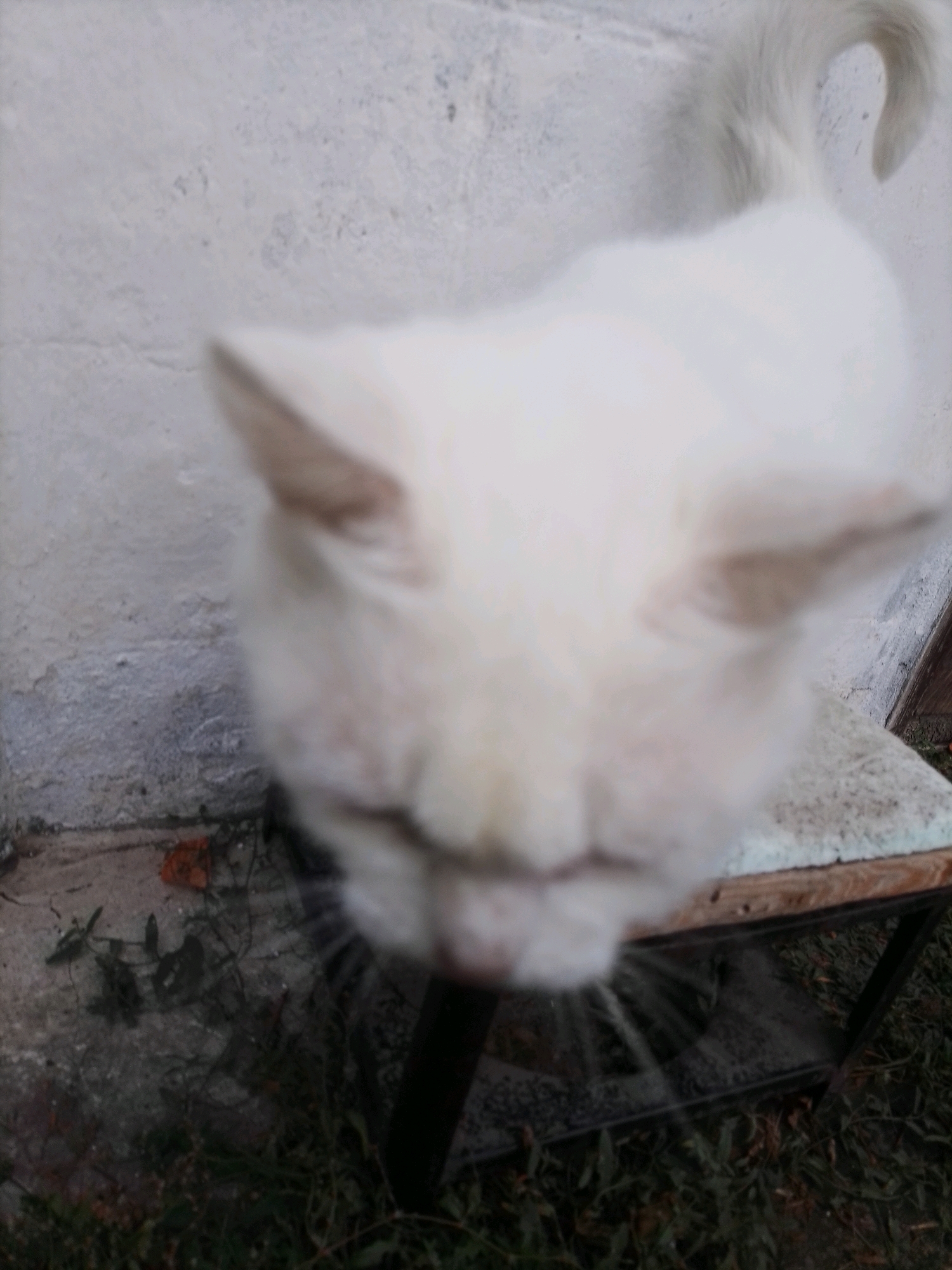 An out-of-focus, full shot captures a fluffy white cat standing on a metal-framed stool with a weathered, light-colored top. The cat's head is angled downwards and is heavily blurred, making it difficult to discern specific features. Its tail curves upwards and to the right. The background consists of a rough, pale-colored wall that appears to be made of concrete or stucco, with some darker patches and visible texture. To the left of the wall, there is a patch of dark, grassy ground with some fallen leaves and debris. The stool is positioned in front of the wall, and the floor around it is also covered in grass and dirt. The overall impression is an outdoor setting, possibly a yard or alleyway, in Ustyvytsia, Ukraine. The lighting is somewhat dim, contributing to the blurriness of the image.