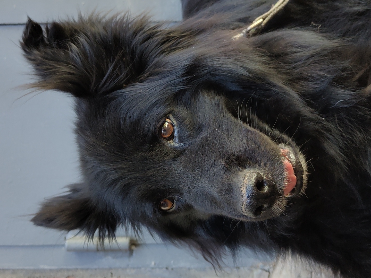 This is a close-up, overhead shot of a black dog lying down, facing the camera. The dog's head is tilted, and its tongue is slightly sticking out. The dog has medium-length, shaggy black fur and warm brown eyes. The background is a muted gray surface, possibly concrete or pavement, with some texture visible. A hint of a metal latch or hinge is visible in the lower left corner, suggesting an outdoor or industrial setting. The lighting appears to be natural daylight, casting soft shadows and highlighting the dog's features. There is no visible text in the image. The overall mood is relaxed and candid.