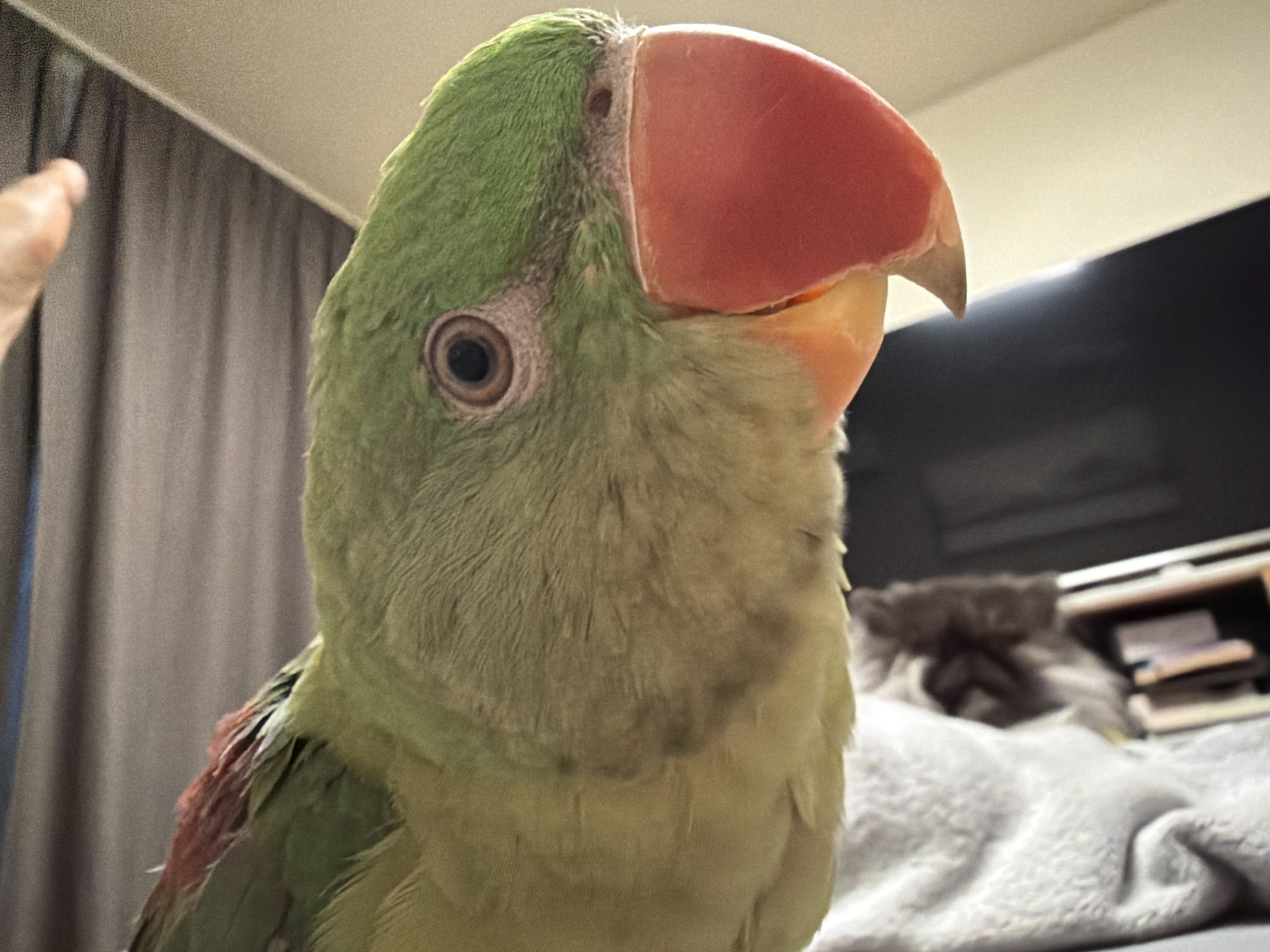 The image shows a close-up, low-angle, indoor shot of a green parrot. The parrot's head and upper body are in focus, with its large, red beak prominently displayed. Its eye, a dark circle with a lighter brown iris, is visible. The parrot's feathers are predominantly green, with some reddish-pink coloration visible on its neck and wing. In the background, a grey curtain is visible on the left, and what appears to be a bed covered with a grey blanket and a dark object are on the right. The lighting is dim, suggesting an indoor setting at night or in a darkened room. The image does not provide any information about the location in Sofia, Bulgaria.