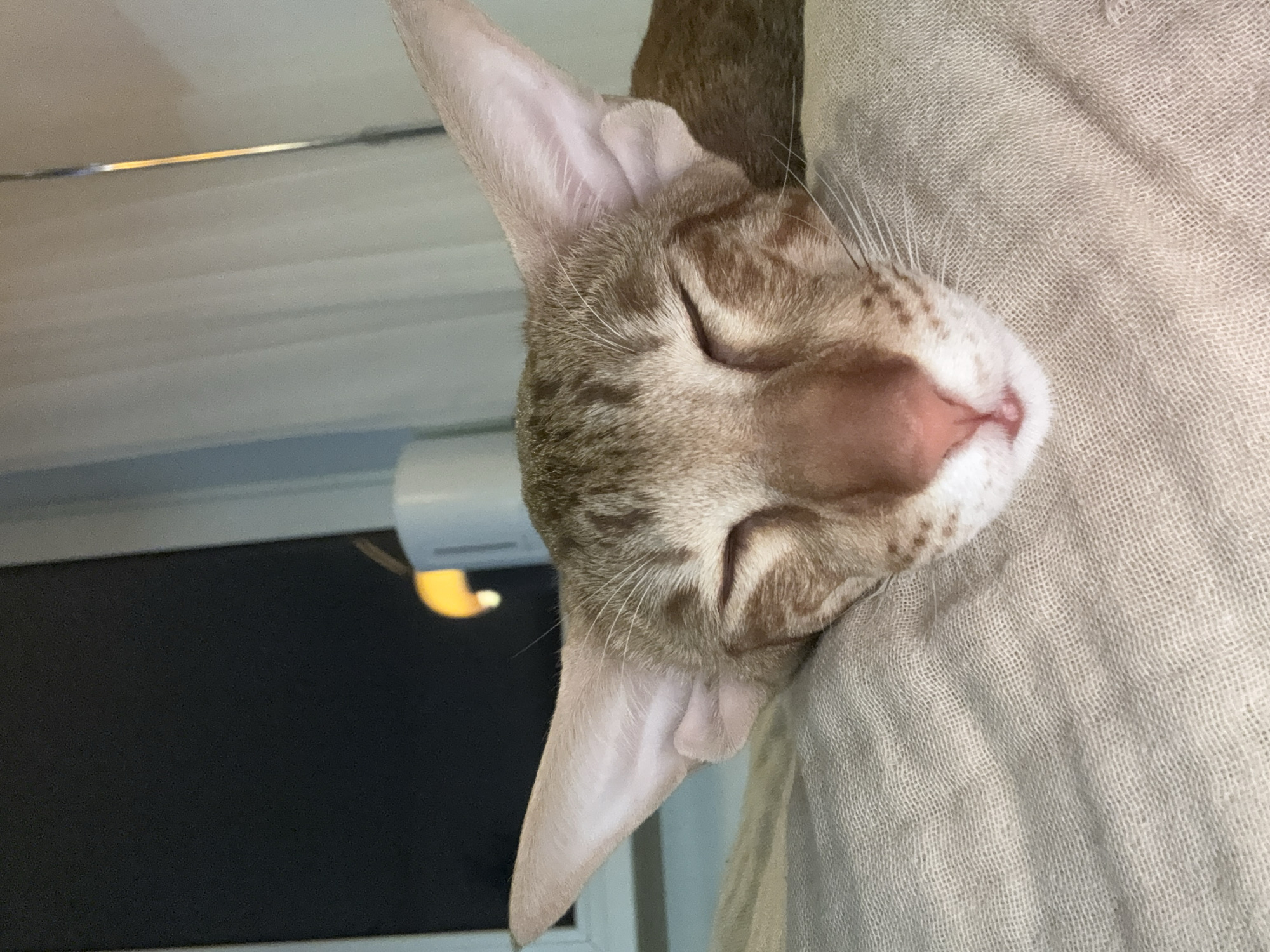 A sleeping cat with tan and brown markings is lying on a light-colored fabric. The cat's eyes are closed, and its large ears are visible. The background shows a window with a dark pane and a light fixture. The image provides no information to identify the location as Moscow, Russia.