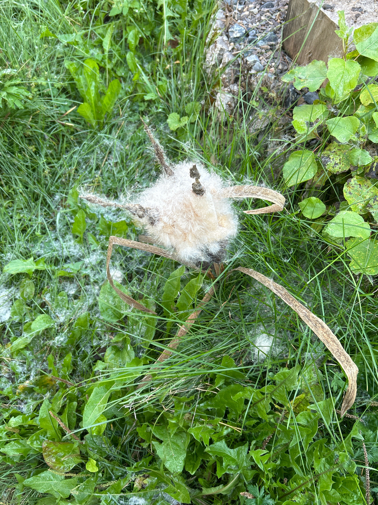 An overhead, eye-level shot shows a fluffy, light-brown seed head or cotton from a plant resting in green grass. The seed head is composed of fine, wispy fibers and appears to be partially open, revealing a darker center. Several dried, brown blades of grass or plant stalks are intertwined with the seed head, extending outwards. The surrounding environment consists of dense, green grass, with some broad, serrated leaves visible among it. The ground also contains small, grey gravel and a piece of weathered, light-brown wood, suggesting an outdoor setting, possibly a park or a natural area within the city of Tomsk, Russia. The lighting is natural, indicating it is daytime. There are no people or animals visible in the image.