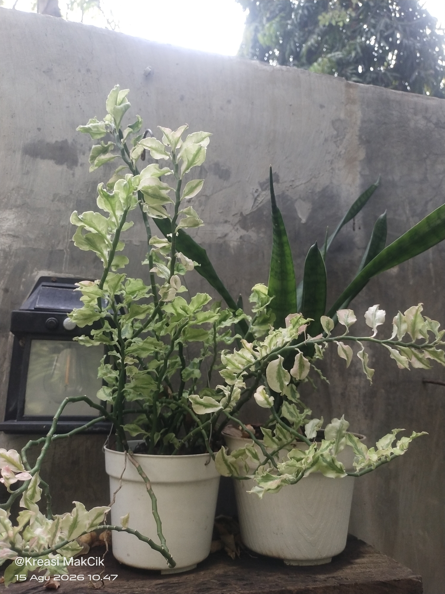In Sambi Bulu, Indonesia, a close-up shot captures two potted plants against a textured concrete wall. The plant in the foreground is a variegated Devil's Backbone (Euphorbia tithymaloides 'Variegata') with delicate, zig-zagging stems and leaves marbled with green and white. It is housed in a simple white pot. To the right of this plant, another white pot contains a Snake Plant (Sansevieria trifasciata), recognizable by its stiff, upright, sword-like leaves. Behind the plants, a black solar-powered light fixture is visible. The scene is illuminated by soft, natural light, casting subtle shadows. The overall impression is one of a quiet, outdoor setting, likely a garden or patio. The image is dated "15 Agu 2026 10.47" and features a watermark "@Kreasi MakCik".