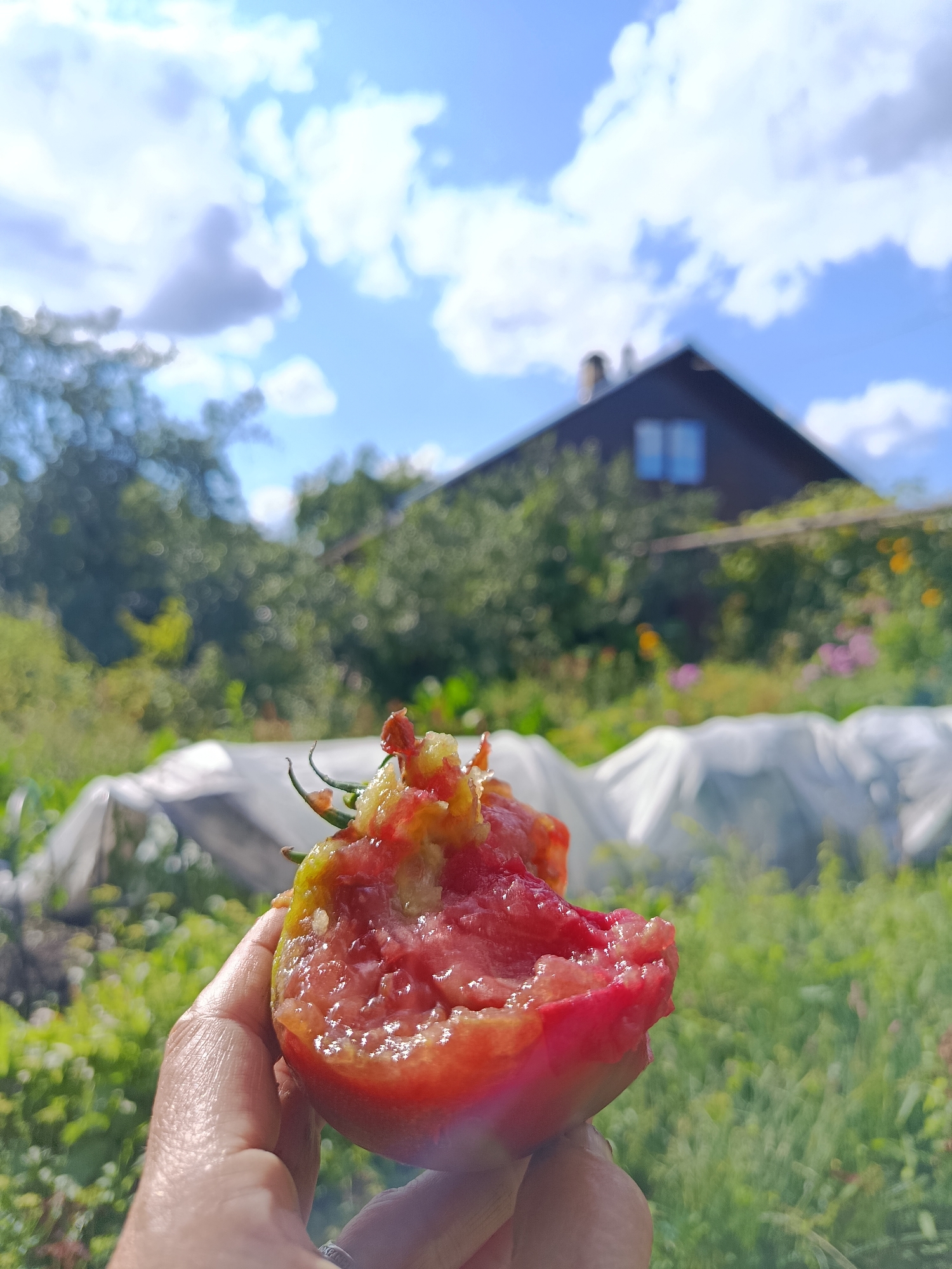 A close-up, slightly out-of-focus shot captures a hand holding a half-eaten, ripe red tomato in the foreground. The background shows a blurred scene of a rustic outdoor setting, possibly a dacha or a rural garden in Vereya, Russia. A dark wooden house with visible windows and chimneys is situated in the mid-ground, surrounded by lush green foliage and hints of flowers. The sky above is bright blue with scattered white clouds, suggesting a sunny day. The overall impression is one of a simple, summery rural life.