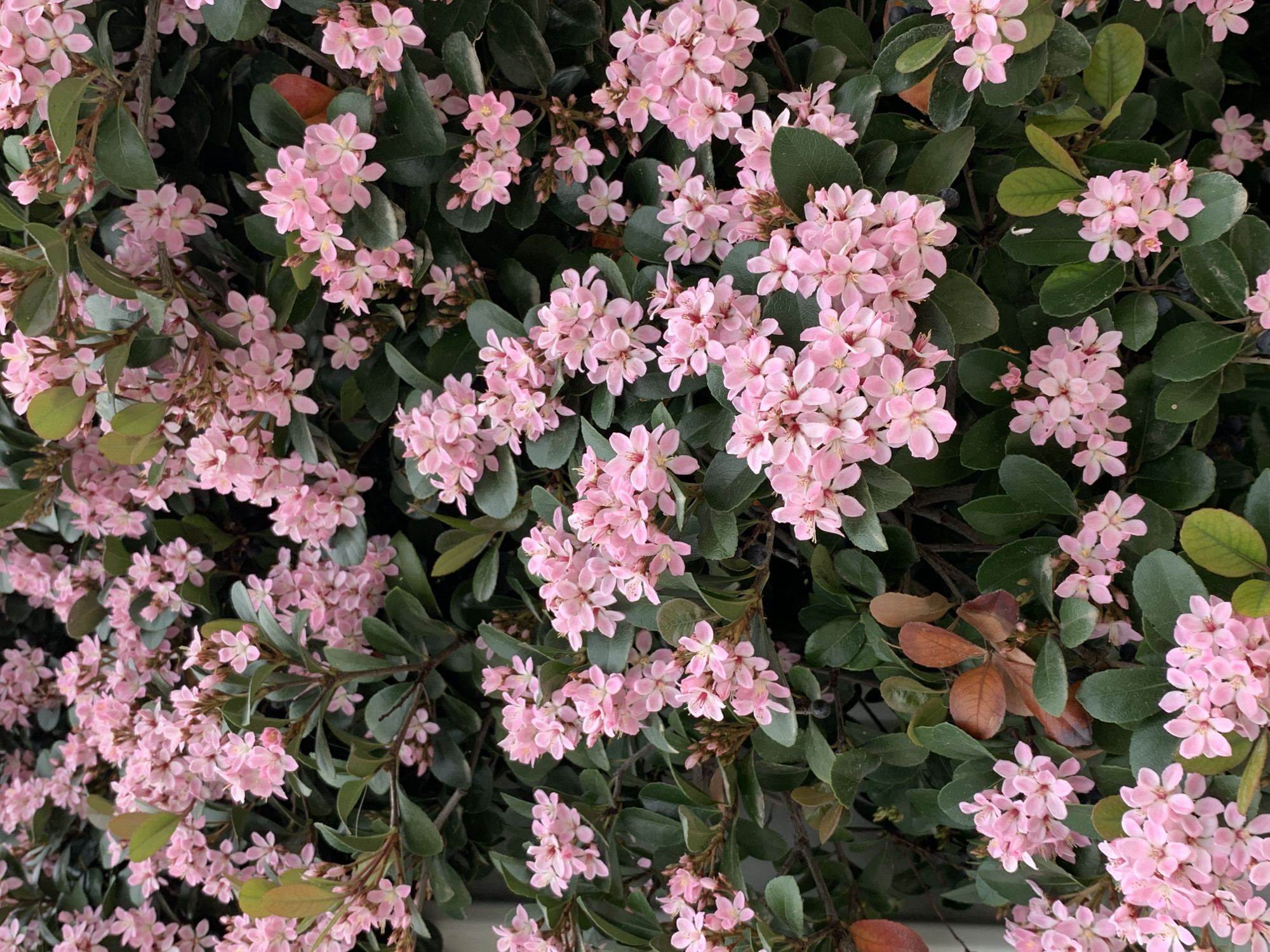 A close-up shot of pink flowers, possibly in full bloom, amidst green foliage. The flowers appear densely clustered, filling a significant portion of the frame. Some leaves exhibit a brownish hue. It is unclear if this image depicts a specific location in Tel-Aviv, Israel, as the environment is obscured.