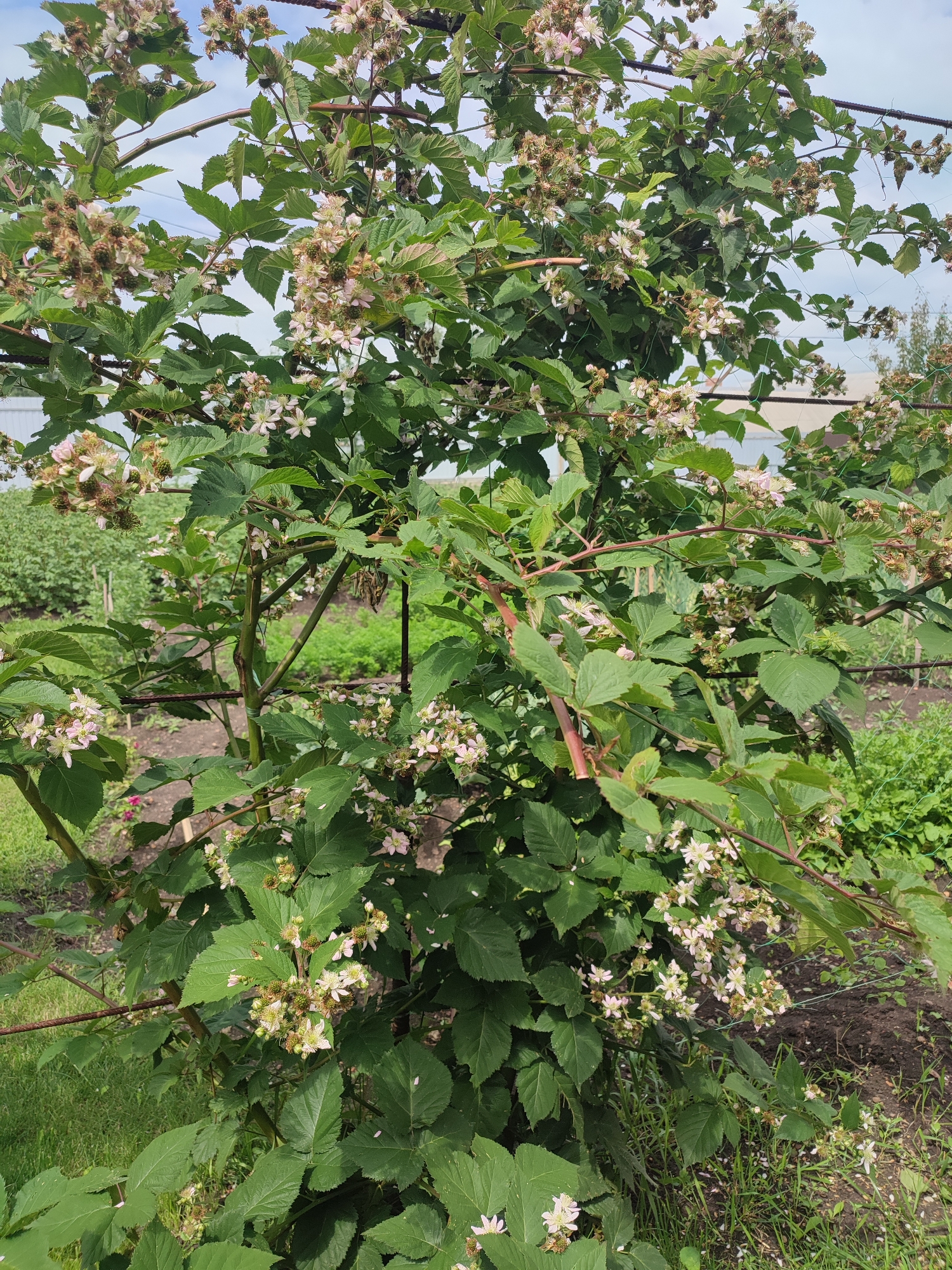 A full shot shows a blackberry bush with many flowers and immature berries. The bush is supported by a wire trellis structure. The background displays rows of garden plants under a bright, partially cloudy sky.