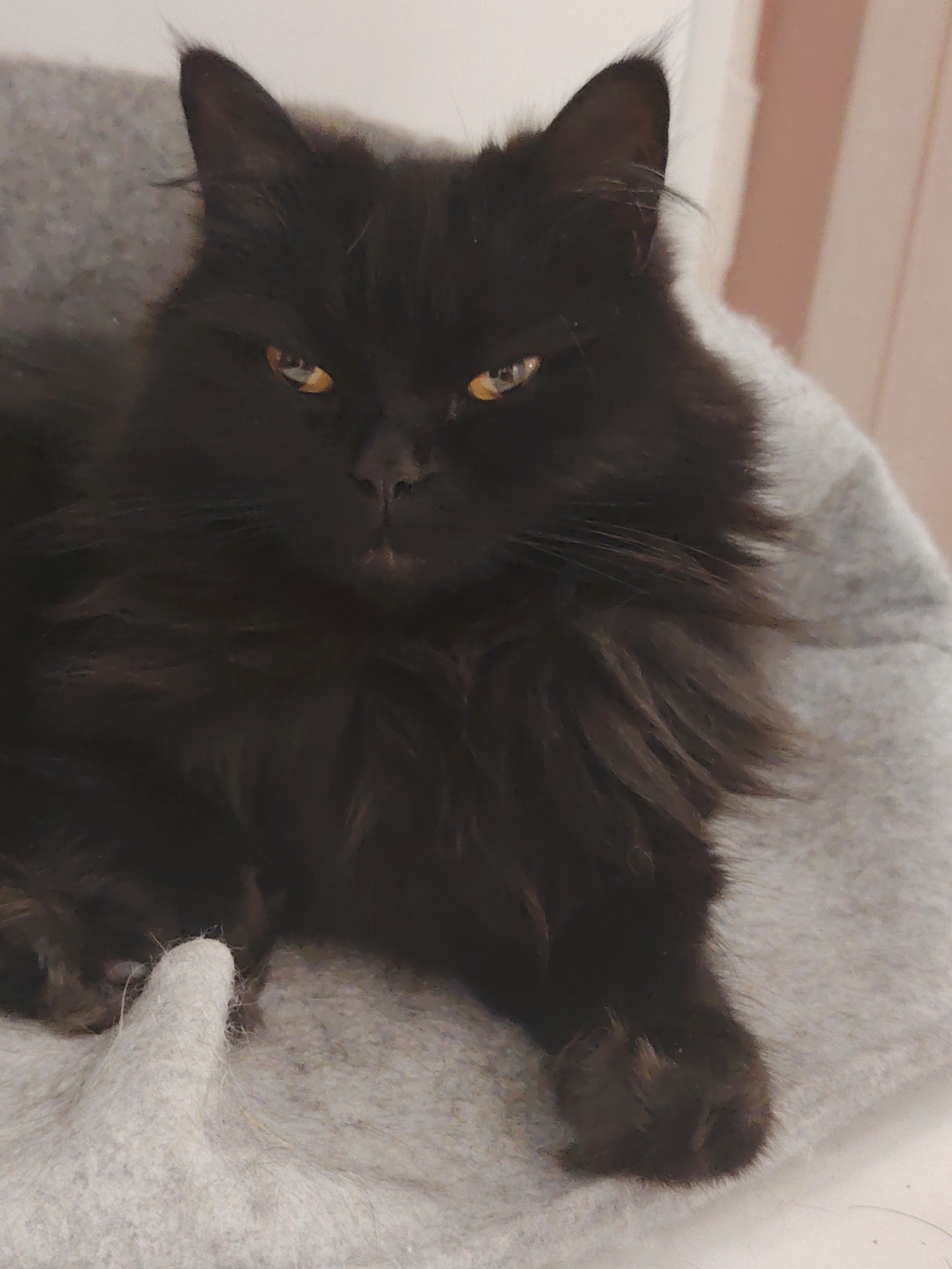 A black, long-haired cat is positioned centrally, lying down and facing the camera with an intense, direct gaze. Its eyes are a prominent amber-yellow with narrowed, vertical pupils, reflecting light sources. The fur is dense and appears disheveled, particularly around the face and chest. The cat's ears are erect and pointed. It rests on a light grey, textured fabric surface, possibly a blanket or pet bed. To the left background, a darker grey, textured surface is visible. To the right background, a light pinkish-beige vertical surface is present. No other subjects or actions are observed. The location is documented as Unknown, Unknown.