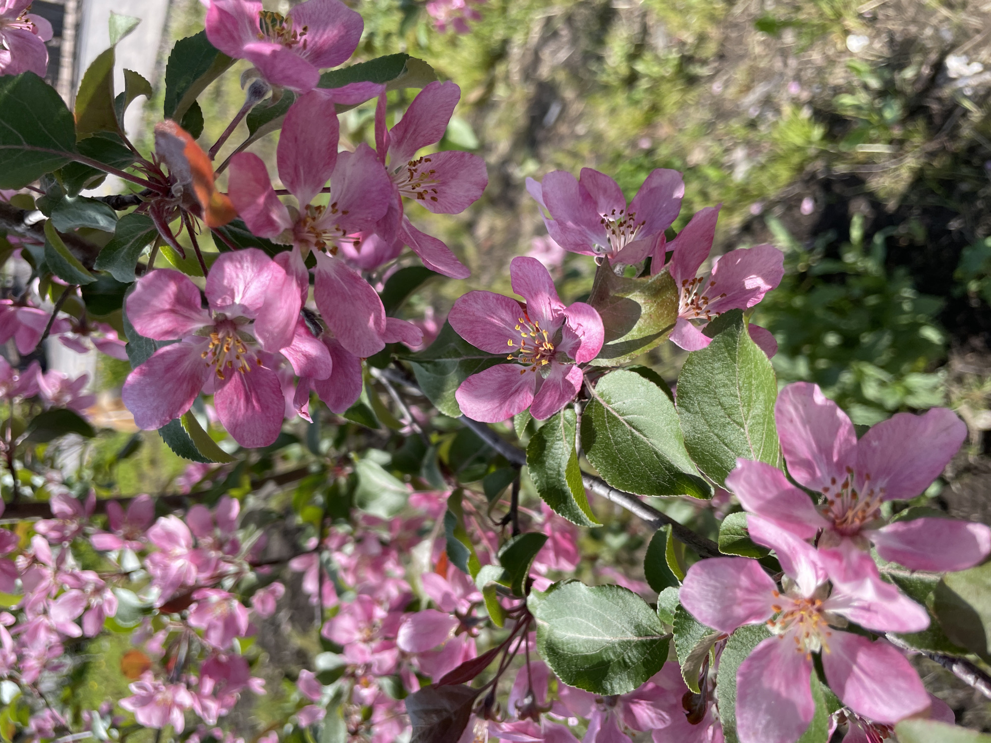 The image shows a close-up view of pink flowering crabapple tree branches. The petals are a vibrant pink, with the flowers displaying yellow stamens in their centers. Green leaves are interspersed with the blossoms. The background is blurred, showing patches of green grass and brown earth. The location is most likely Zheleznogorsk, Russia, given the request. No people, actions, or interactions are visible in the image.