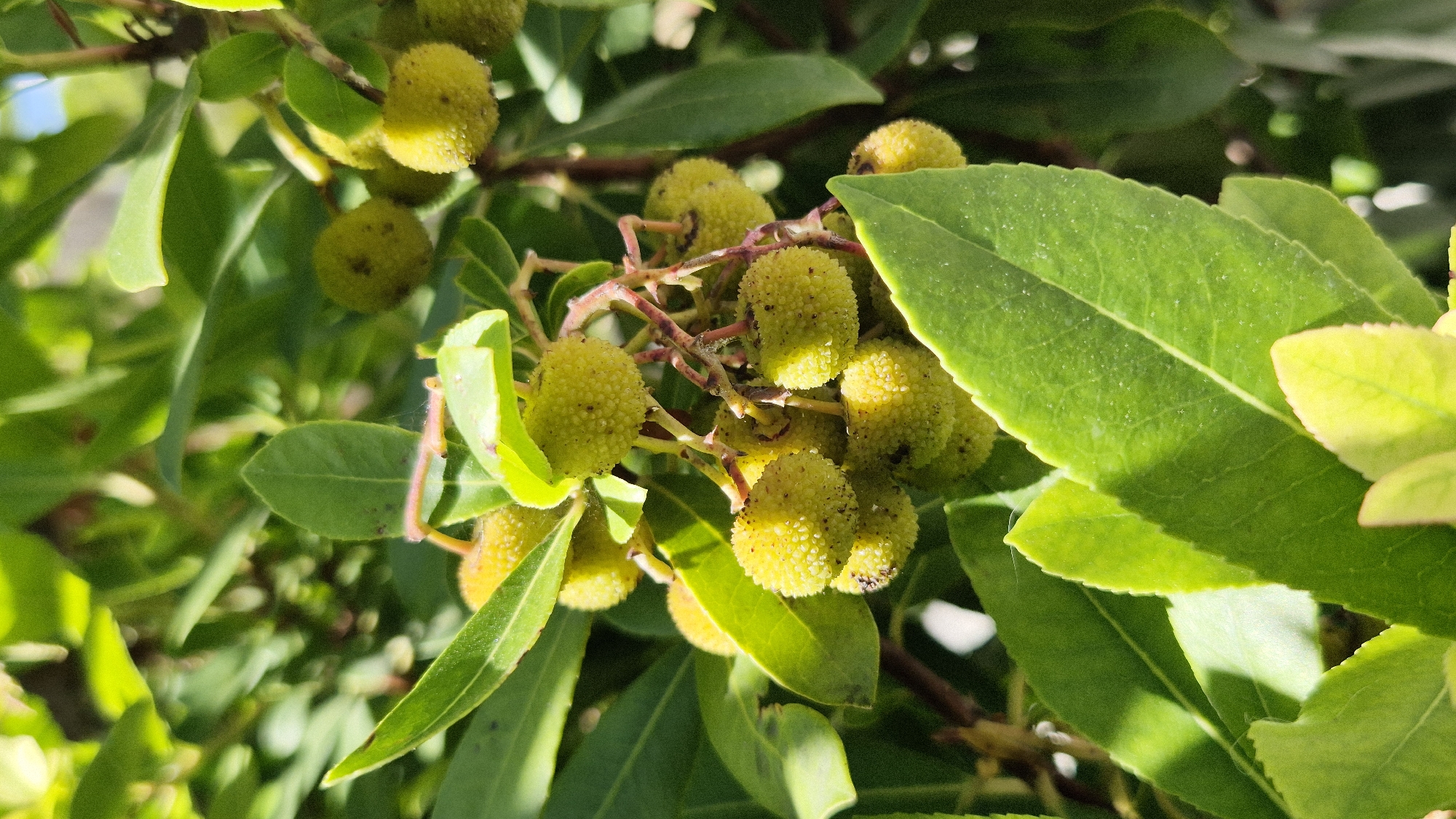 The image shows a cluster of unripe, light green fruits on a tree with dark green, leathery leaves. The fruits are round and textured, with small, spiky projections. They are attached to reddish stems. Sunlight filters through the leaves, creating dappled light and shadow. The background is blurred, with hints of more foliage and a bright blue sky. The image appears to be a close-up shot taken outdoors, likely in a natural setting. There are no people or animals visible in the image. The specific location within Taranto, Italy cannot be determined from the image alone.