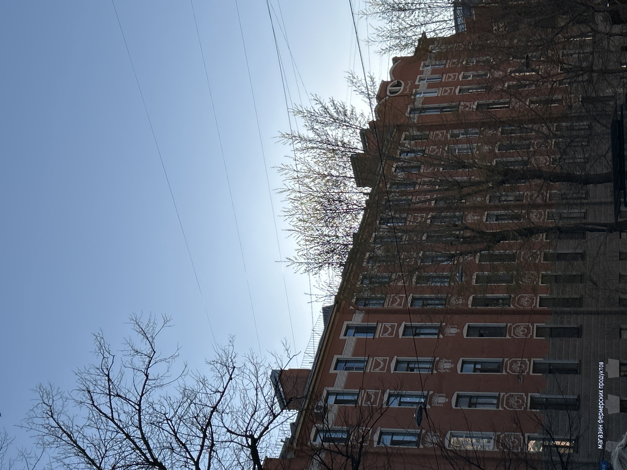 A brightly lit, rotated image captures a tall, ornate building against a clear blue sky, partially framed by bare tree branches and overhead wires. The scene depicts an urban setting, characteristic of Saint Petersburg, Russia, as indicated by the location context and visible Cyrillic text.
The primary subject is a multi-story building with a reddish-brown facade. It features numerous windows with white frames and distinctive, lighter-colored decorative relief panels beneath each, suggesting an older architectural style. In the foreground and partially obscuring the building, several leafless trees with intricate, dark branches reach into the frame. Their bare state indicates the season is likely late autumn, winter, or early spring.
The sky is a clear, bright blue, suggesting a sunny daytime. Thin, dark overhead wires crisscross the upper portion of the frame. No people or specific activities are visible; it's a static urban landscape. A notable detail is a vertical sign on the right side of the building (when viewed upright), which reads "МАГАЗИН ФЕРМЕРСКИХ ПРОДУКТОВ". This translates from Russian to "FARMERS' PRODUCTS STORE". The bright sunlight creates some glare, particularly around the tree branches silhouetted against the sky.