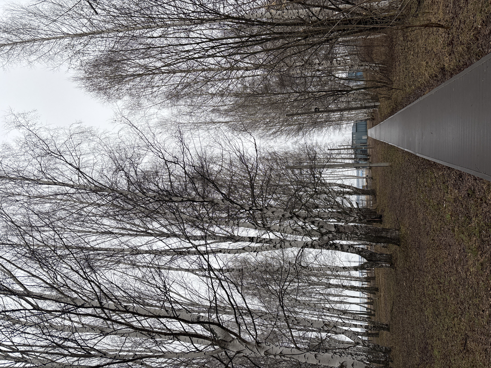 The image depicts a straight, grey paved pathway running through a park or wooded area in Chaikovsky, Russia. Rows of bare birch trees line both sides of the pathway. The tree trunks show the characteristic white bark with dark markings. The ground adjacent to the pathway is covered with dry grass or leaves. The sky is overcast and grey, indicating a cloudy day. In the distance, there are hints of buildings and structures. The perspective is oriented along the path, with the view diminishing into the distance. No people are visible in the scene.