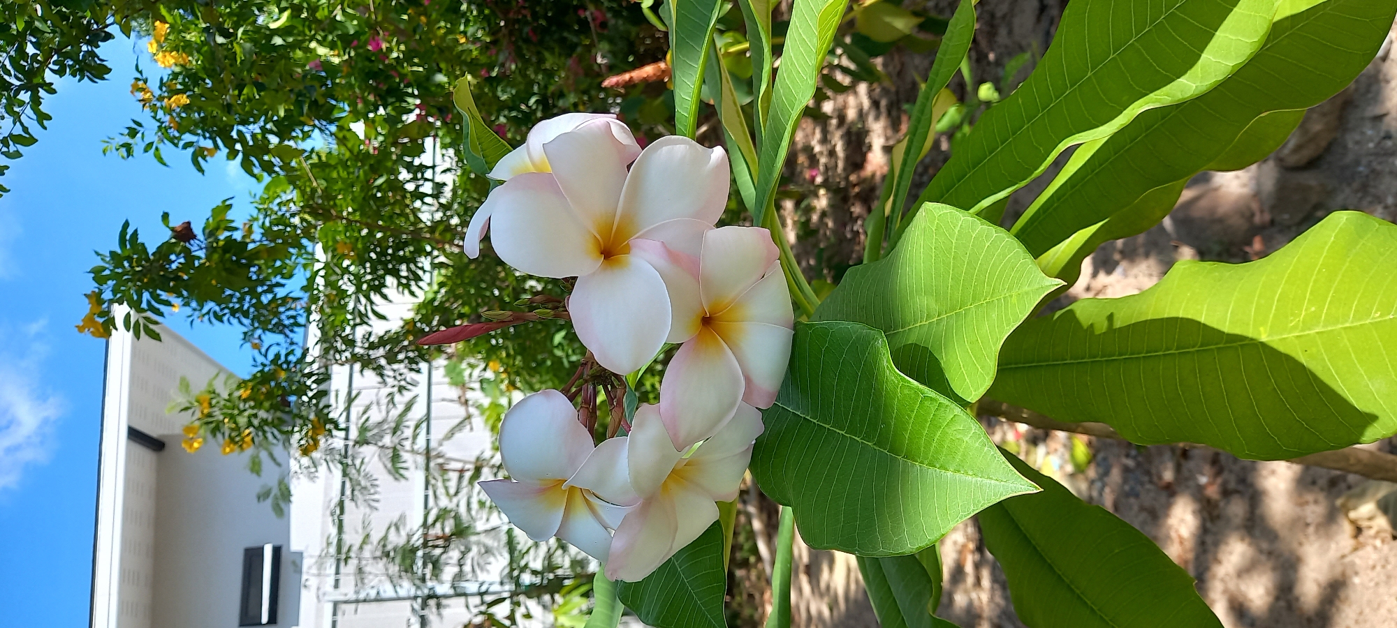 The image displays a close-up, vertically oriented view of a blooming Frangipani (Plumeria) plant, set against a vibrant outdoor backdrop, likely in Baan Chaloklum, Thailand. The central focus is a cluster of several five-petaled flowers, predominantly white with soft yellow centers and delicate pink edges on some petals. A few unopened, reddish-brown flower buds are also visible.
The flowers are surrounded by the large, dark green leaves of the Frangipani plant, which show clear venation and catch the bright sunlight, with some leaves casting distinct shadows. In the background to the left (top of the image as oriented), a bright blue sky with faint clouds is visible, partially obscured by the lush green foliage of other trees or bushes. Among this foliage, small, bright yellow flowers can be seen. Below this natural canopy, a section of a modern white building with a dark, rectangular window or architectural feature is present. The background to the right (bottom of the image as oriented) shows textured brown earth or soil, suggesting ground level.
The scene depicts a sunny daytime setting, indicated by the clear blue sky and strong illumination. There are no people or visible text. The overall atmosphere is bright and serene, highlighting the beauty of the tropical flora.