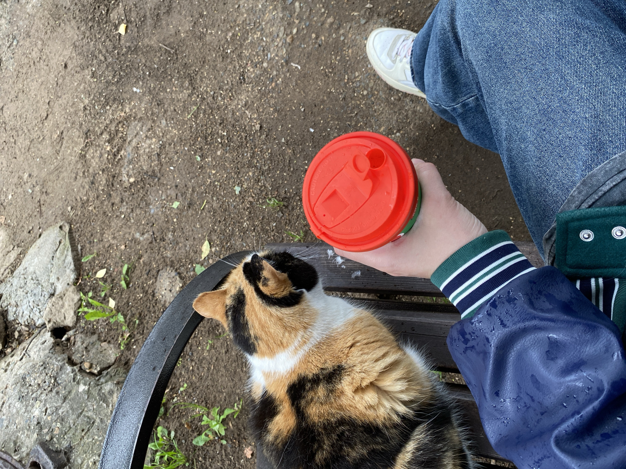 A person is sitting on a park bench with a calico cat. The person is wearing blue jeans and a blue jacket with a green and white striped cuff. They are holding a red reusable coffee cup with a green base. The cat is lying on the bench next to them, looking up at the person. The ground around the bench is dirt and small rocks, with some sparse green vegetation. There are also some larger rocks and a piece of metal on the left side of the image, possibly part of a fence or other park equipment. The scene appears to be outdoors during the day. The lighting suggests it could be overcast or late afternoon. The person's body language and the cat's attention suggest a calm and affectionate interaction. Text on the coffee cup is partially visible but not legible. The location context is Votkinsk, Russia.