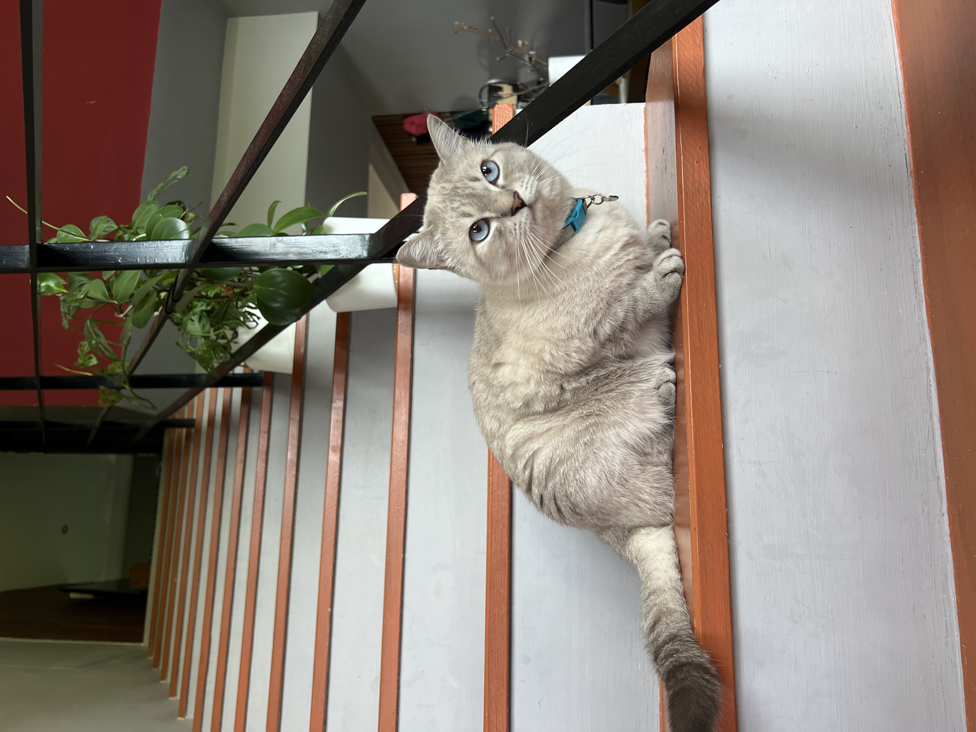 A light-colored cat with blue eyes sits on a wooden stair with orange trim. The cat is wearing a blue collar. The stairs are part of an indoor staircase with a black metal railing and a potted plant. The background shows a hallway and a red wall.