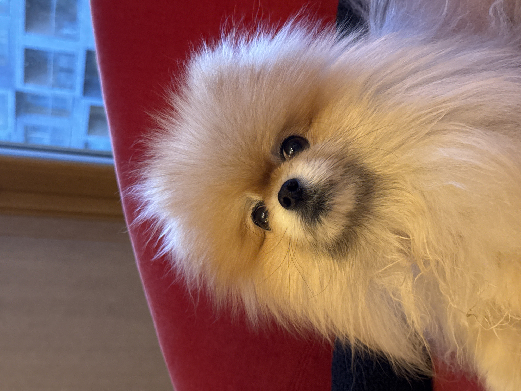 A close-up, tilted, medium-shot captures a tan Pomeranian dog. The dog faces the camera with its head angled slightly to the left. The dog has fluffy fur and small, dark eyes. Behind the dog, on the left side of the frame, is a red chair. To the left of the chair and behind the dog is a window with a grid pattern. The environment suggests an interior space. The image does not contain evidence to determine if it was taken in Warsaw, Poland.