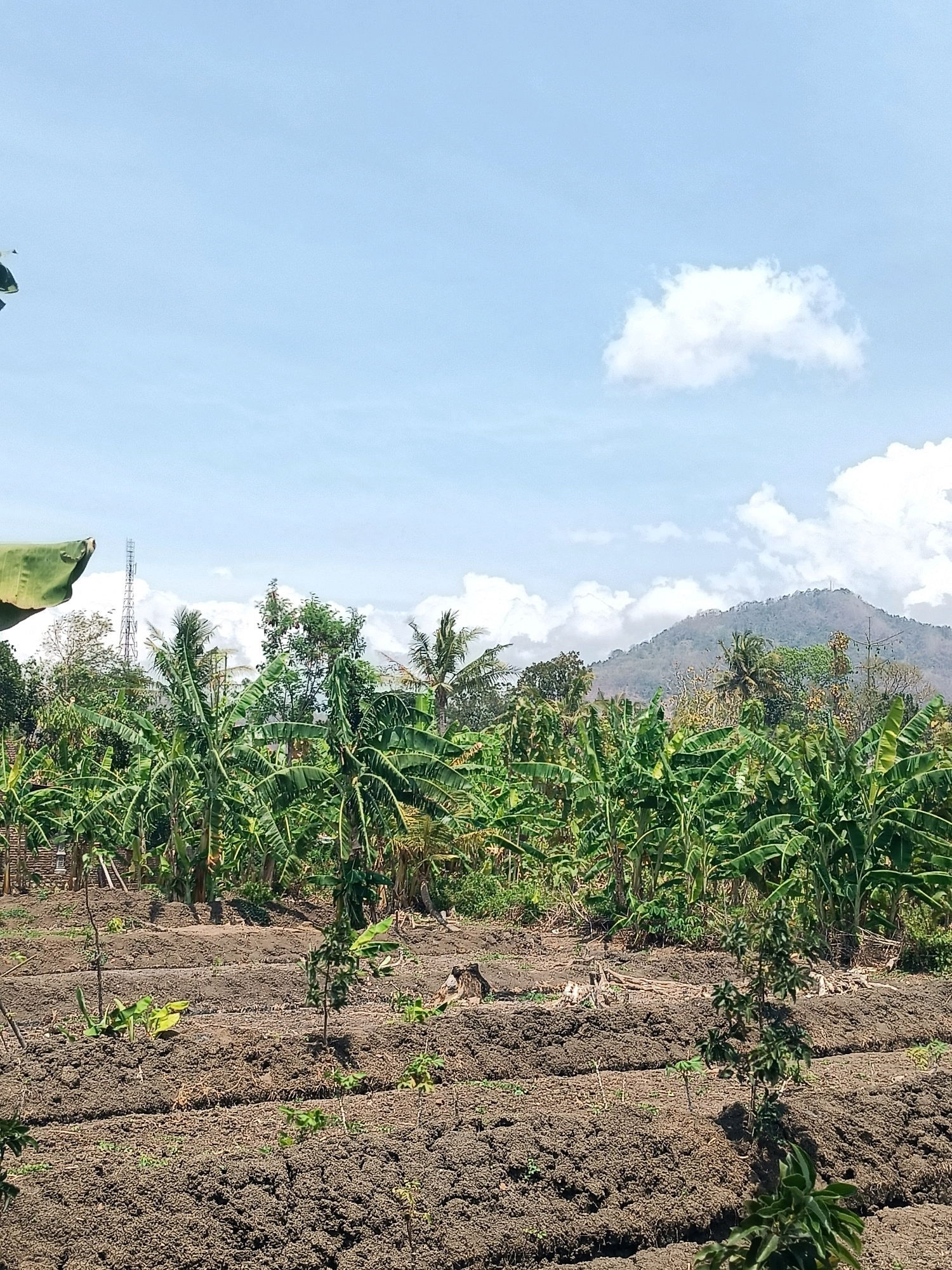 This is an eye-level, outdoor, vertical, full shot photograph of a cultivated field in Trenggalek, Indonesia. The foreground is comprised of dark, tilled soil arranged in neat rows. Small, green plants are scattered throughout the rows, with a few larger, leafy plants appearing at the bottom of the frame. Behind the tilled field, a dense grove of banana trees with large, green leaves stretches across the middle ground. In the background, a transmission tower stands tall amongst a variety of other trees. Further in the distance, a large, hazy mountain looms under a light blue sky dotted with fluffy white clouds. The scene appears to be captured on a bright, sunny day.