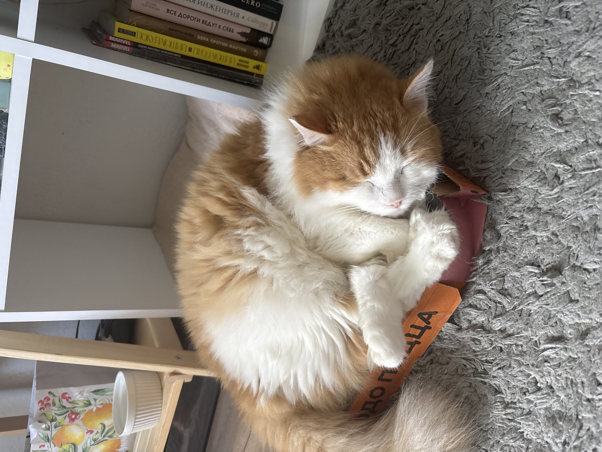 A ginger and white cat is sleeping curled up in a cardboard box on a grey carpet. The box is orange with black lettering. Behind the cat is a white bookshelf filled with books, and to the left is a wooden shelf with a shopping bag and a white ceramic bowl. The scene appears to be indoors, likely in a residential setting in Zheleznogorsk, Russia, given the Cyrillic script on the box and books.