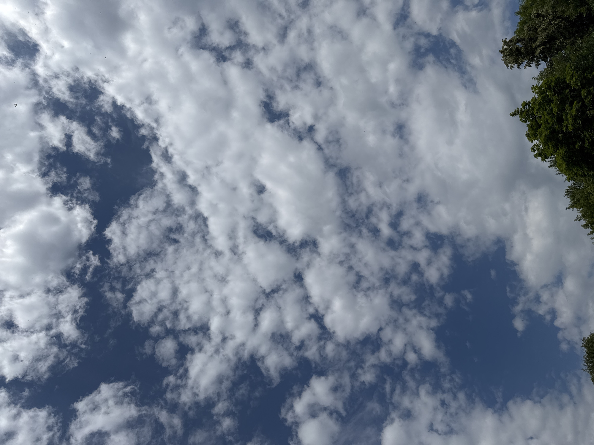 The image is an upward-facing shot of a blue sky filled with white, fluffy cumulus clouds. There are also several dark specks in the sky, which are likely birds. The top portion of some green trees is visible at the bottom of the frame. The image appears to be taken outdoors on a clear day. There is no information in the image that indicates a specific location in the city of Ufa, Russia.