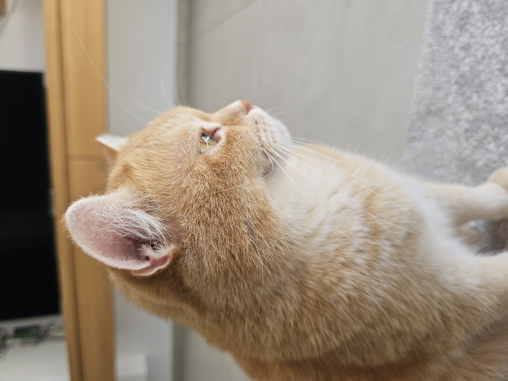 A close-up, side-profile shot shows an orange cat with white fur on its chest, sitting indoors on a grey carpet. The cat is looking to the right, with its mouth slightly open and its whiskers spread. Its ears are perked up, and its eyes are a light green color. The background is blurred, showing a wooden piece of furniture and a dark object, possibly a TV screen. The lighting is natural, and the image appears to be taken during the daytime.