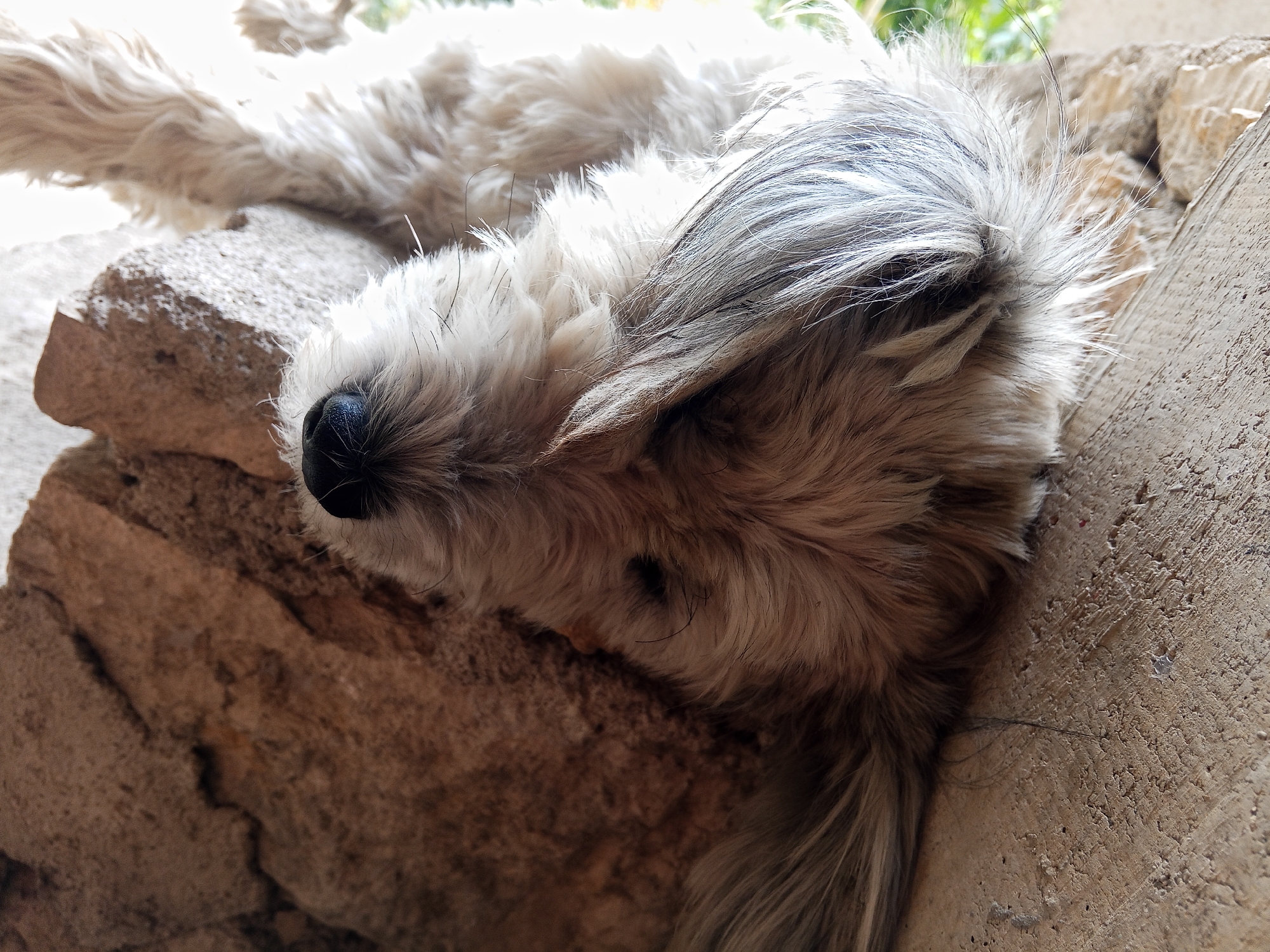 A shaggy, light-colored dog sleeps on a rough, textured surface. The dog's head is resting on a large, light brown rock, and its body extends to the right, partially covered by the textured surface. The dog's fur is long and appears somewhat matted, with shades of white, gray, and tan. Its nose is dark and appears wet. The background shows a blurred green foliage, suggesting an outdoor environment. The lighting is bright, casting shadows and highlighting the texture of the dog's fur and the rock. The image captures a moment of rest for the animal in a seemingly natural setting.