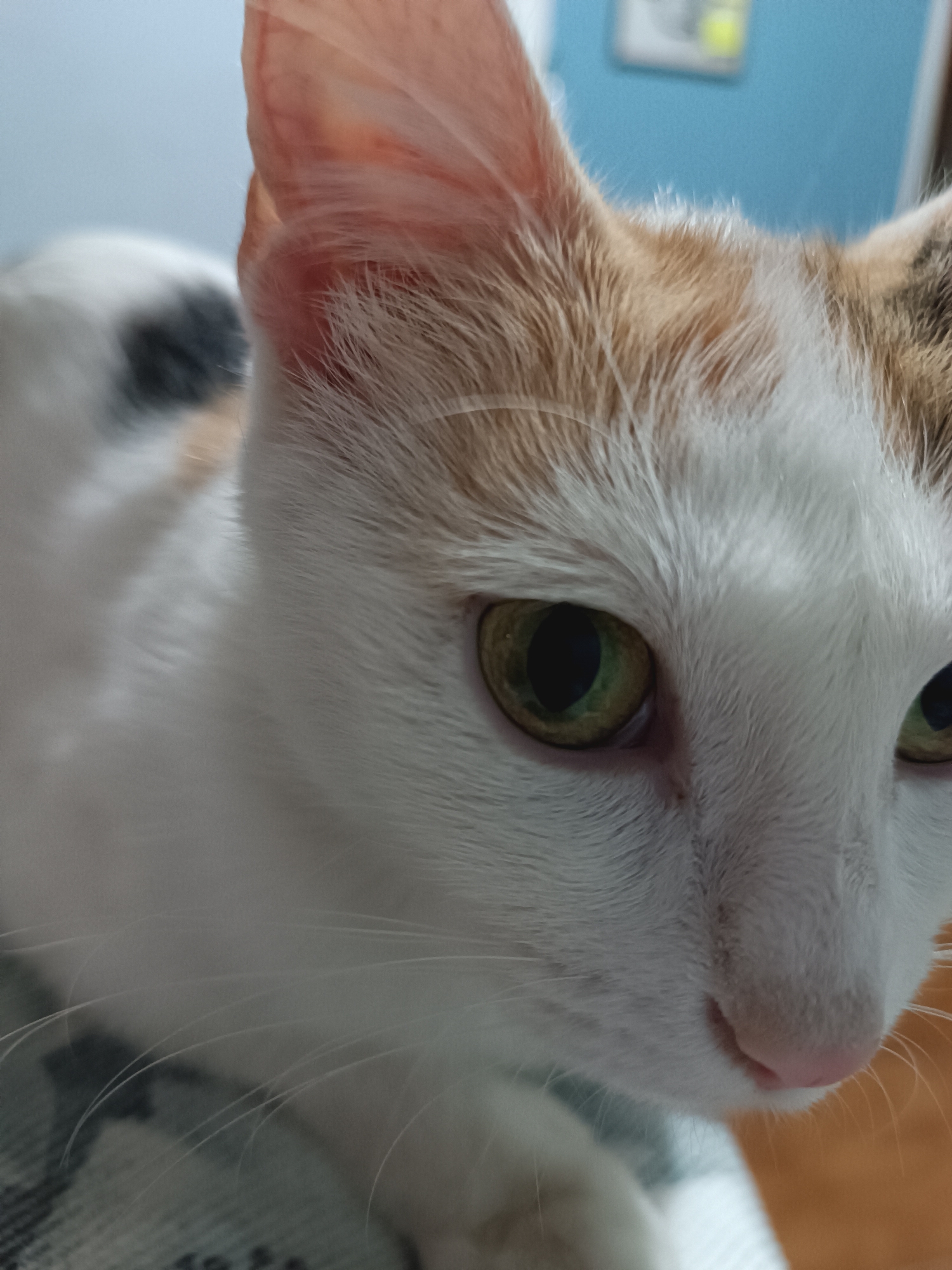 A close-up, eye-level shot focuses on the head of a calico cat. The cat's fur is predominantly white, with patches of orange and gray. Its large, green eyes are prominent, with the left eye looking directly at the camera. The cat's pink nose and white whiskers are also visible. The background is softly blurred, showing a blue wall and a hint of furniture, suggesting an indoor setting. The cat is positioned on a patterned surface, possibly a blanket or cushion. There are no people visible in the image. The setting is not specific to Viadana, Italy, or any other particular location.
