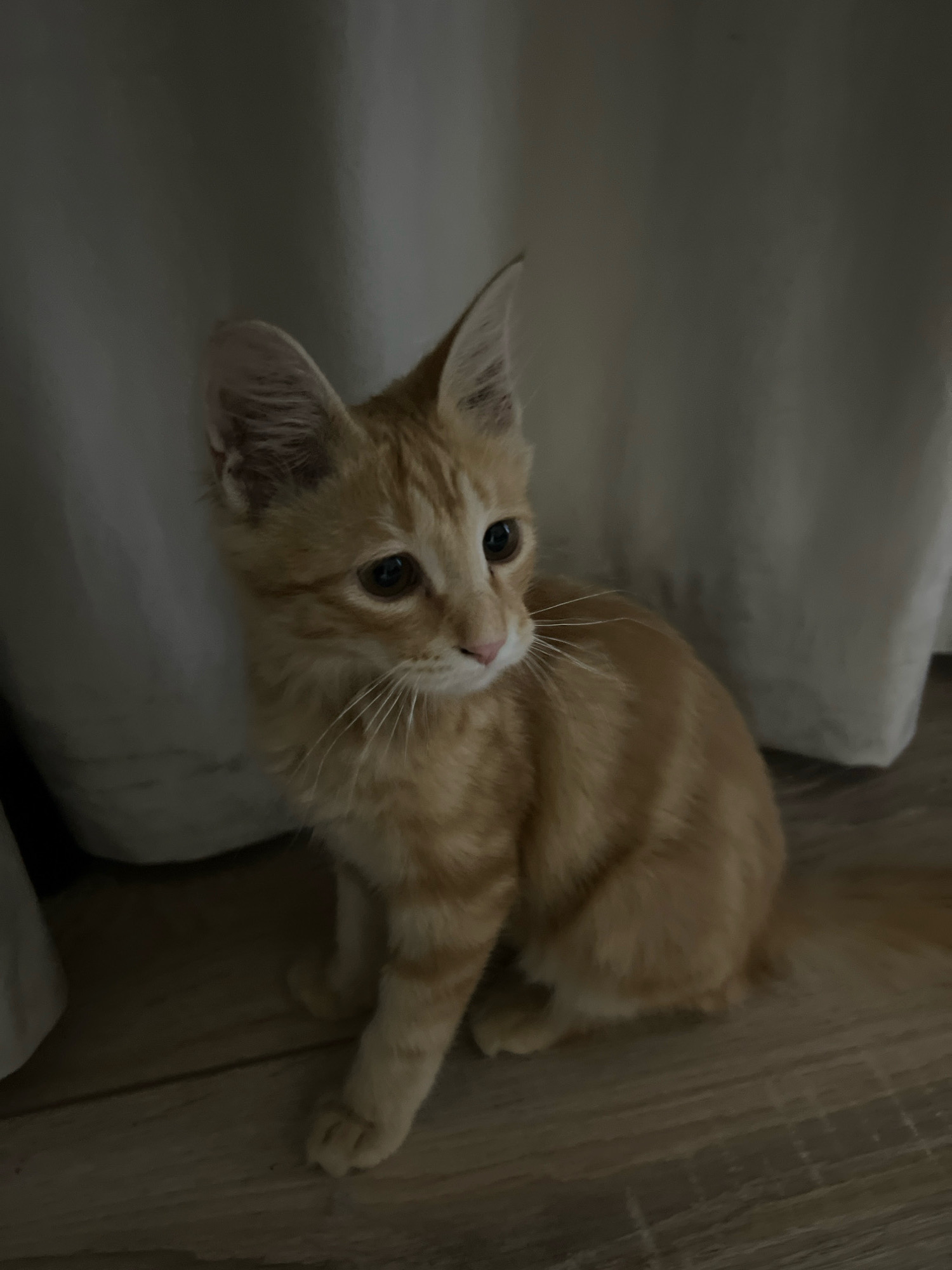A ginger kitten sits on a wooden floor in front of a light-colored curtain. The kitten is looking to the right with its ears perked up and its tail curled around its body. The kitten has stripes of a darker orange on its fur. The lighting in the image is dim, with the left side of the kitten in shadow.