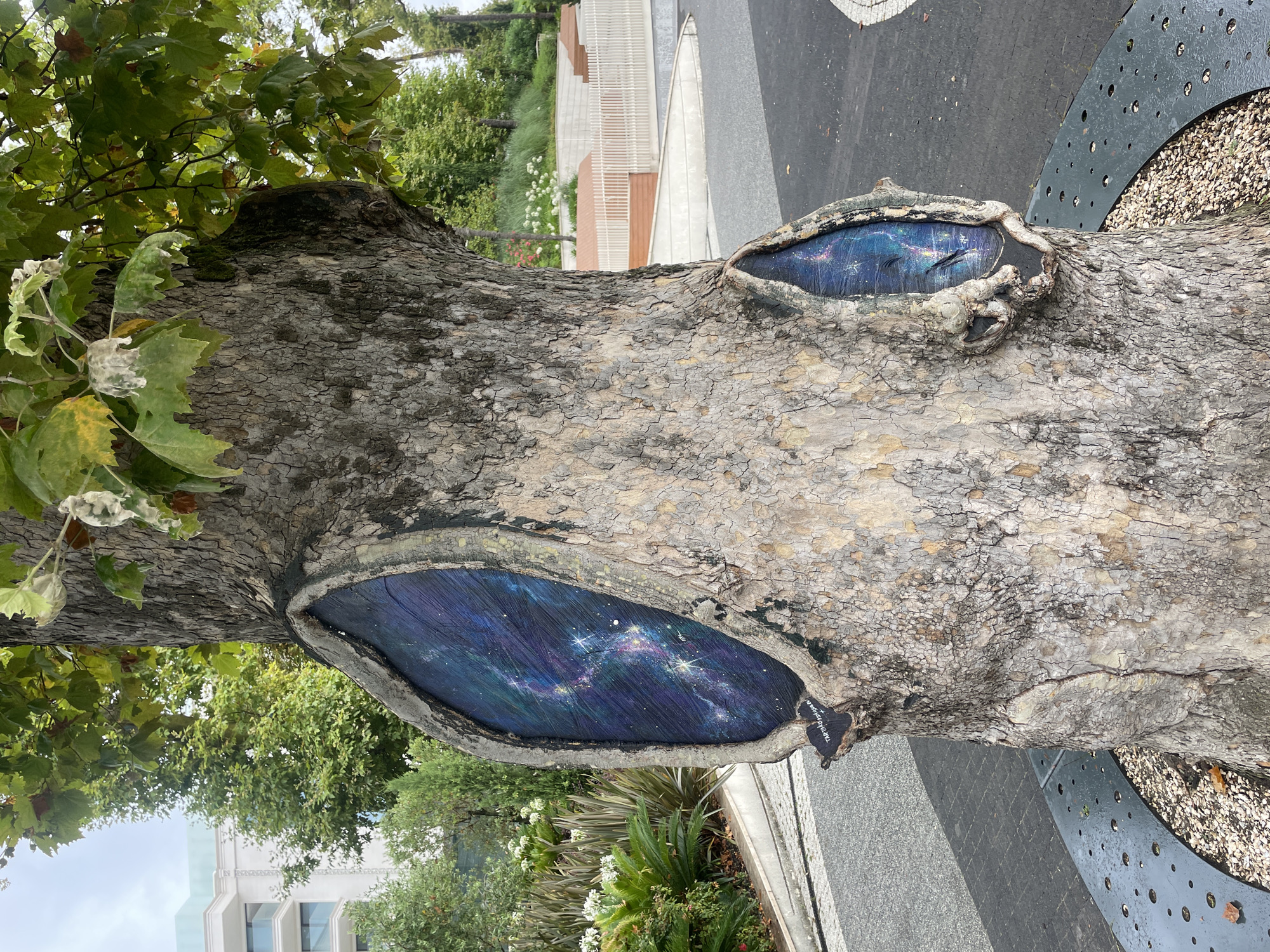 The image displays a close-up of a tree trunk with two oval-shaped openings. Within these openings, a vibrant, starry nebula is painted, creating a striking contrast with the rough bark of the tree. The larger opening on the left and the smaller one on the right both reveal this celestial artwork. The tree itself has textured bark and is surrounded by a modern, urban environment. In the background, a building with light-colored facade and multiple windows is visible, along with lush green trees and some decorative landscaping elements like white flowers and palm-like plants. A paved pathway and a curved metal bench with a perforated design are also part of the scene. The ground is covered with grey paving stones and small pebbles. The overall setting suggests an outdoor public space, possibly a park or a plaza in Sochi, Russia, given the hint provided. There are no people visible in the image.