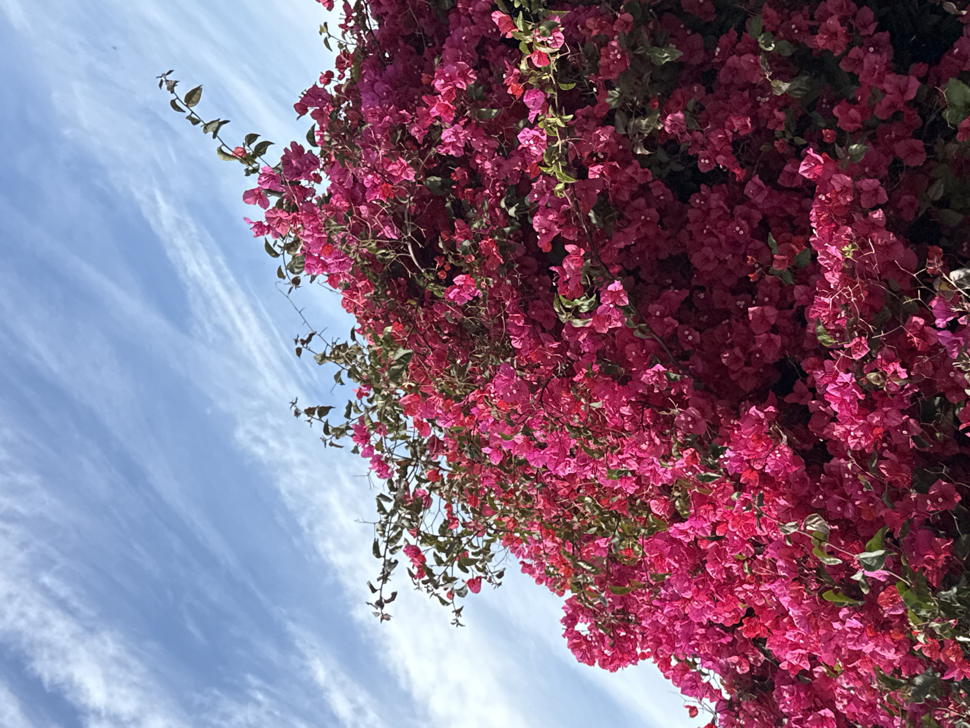 A close-up shot, taken at an angle, displays a vibrant mass of pink bougainvillea flowers against a backdrop of a pale blue sky streaked with thin, wispy clouds. The flowers are densely packed, creating a textured and colorful display, with the green leaves of the plant interspersed among the blooms. The sky is visible in the upper left of the frame, providing a contrasting and serene background to the intense floral display. The city is unknown.