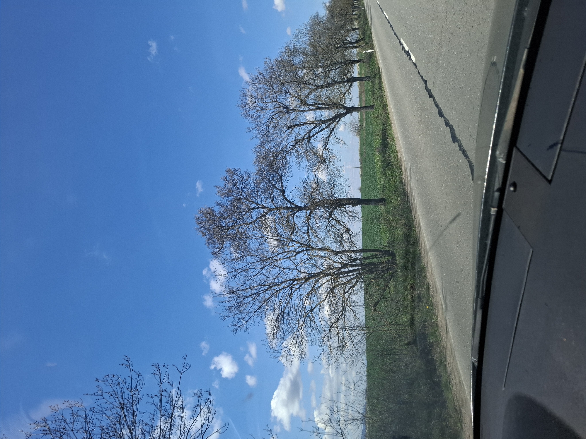 The image shows a view from inside a vehicle traveling on a road in Studeno Buche, Bulgaria. A row of bare trees lines the right side of the road, with a field of green grass between the trees and the asphalt. The sky is blue with scattered white clouds. The road surface is cracked and shows signs of wear. Part of the vehicle's interior is visible in the lower right corner of the image.