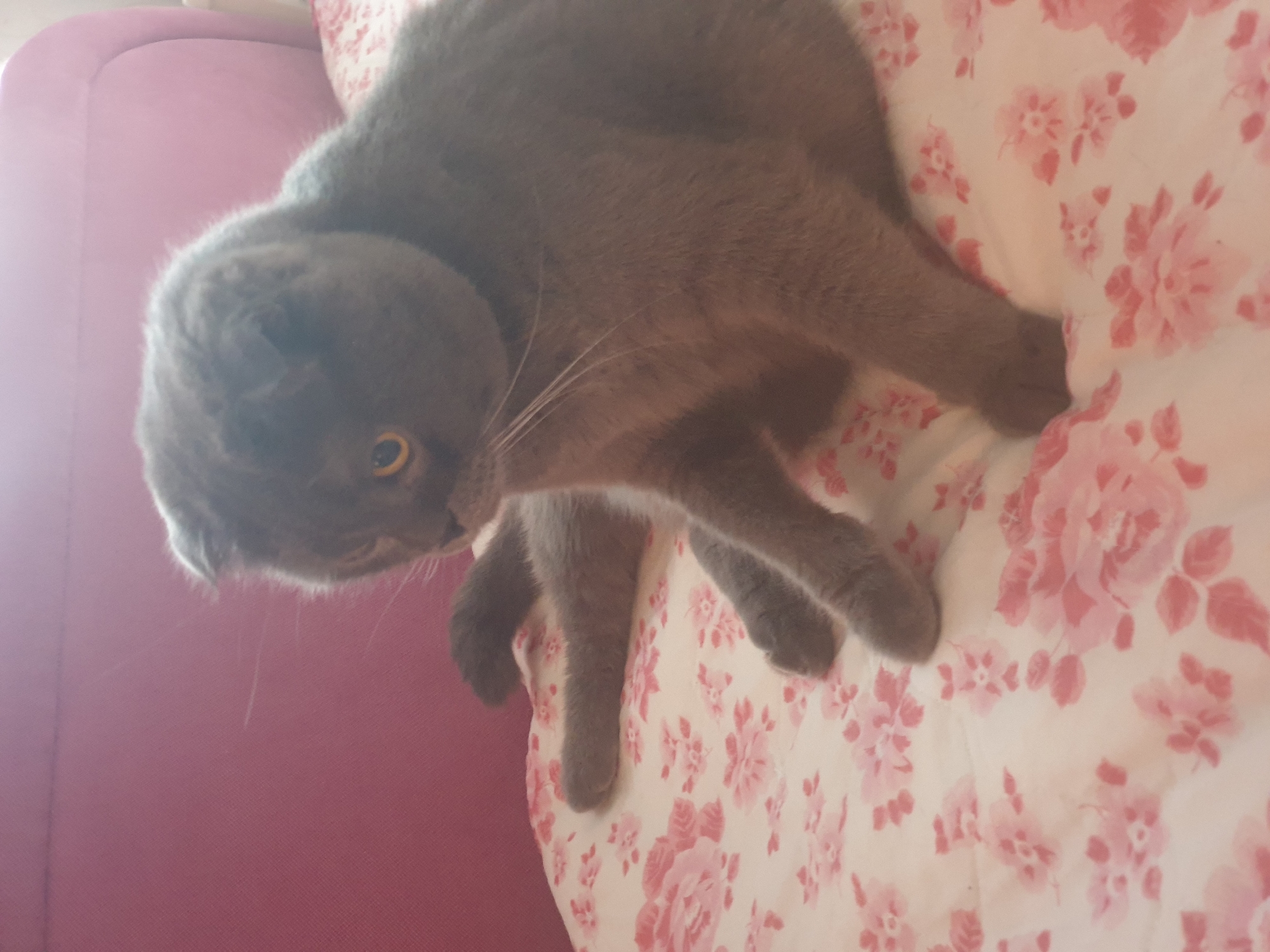 A gray Scottish Fold cat with yellow eyes sits on a bed with a pink floral pattern. The cat is positioned on the right side of the frame, with its body angled slightly away from the viewer. Its front paws are extended forward, and its hind legs are tucked underneath. The background consists of a blurry pink surface, possibly a piece of furniture like a sofa or headboard. The lighting is soft and diffused, suggesting an indoor setting. The image is cropped tightly around the cat and the bed, with no discernible details of the surrounding environment or any indication of its specific location in Lozovyi Yar, Ukraine.